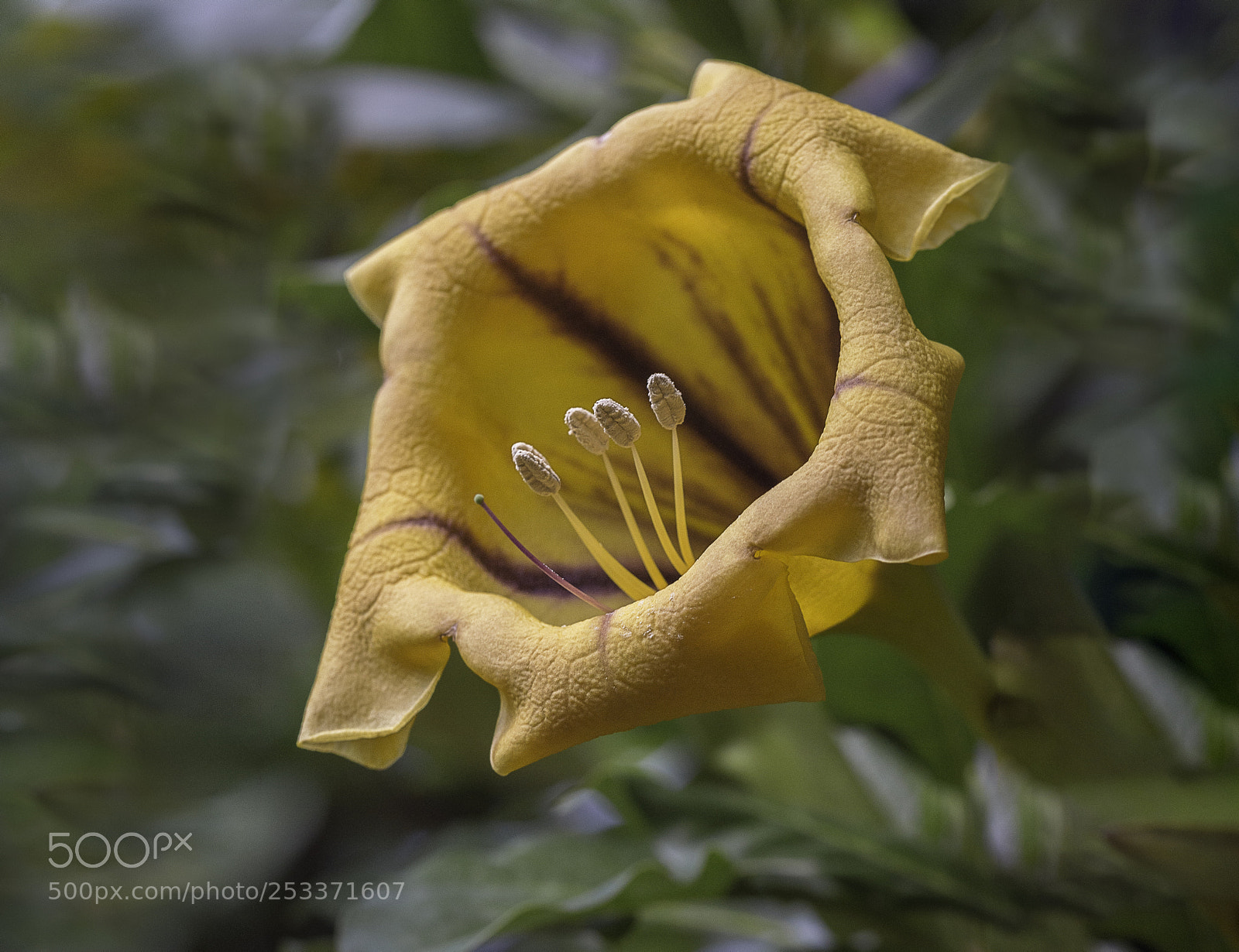Nikon D3200 sample photo. Cup of gold photography