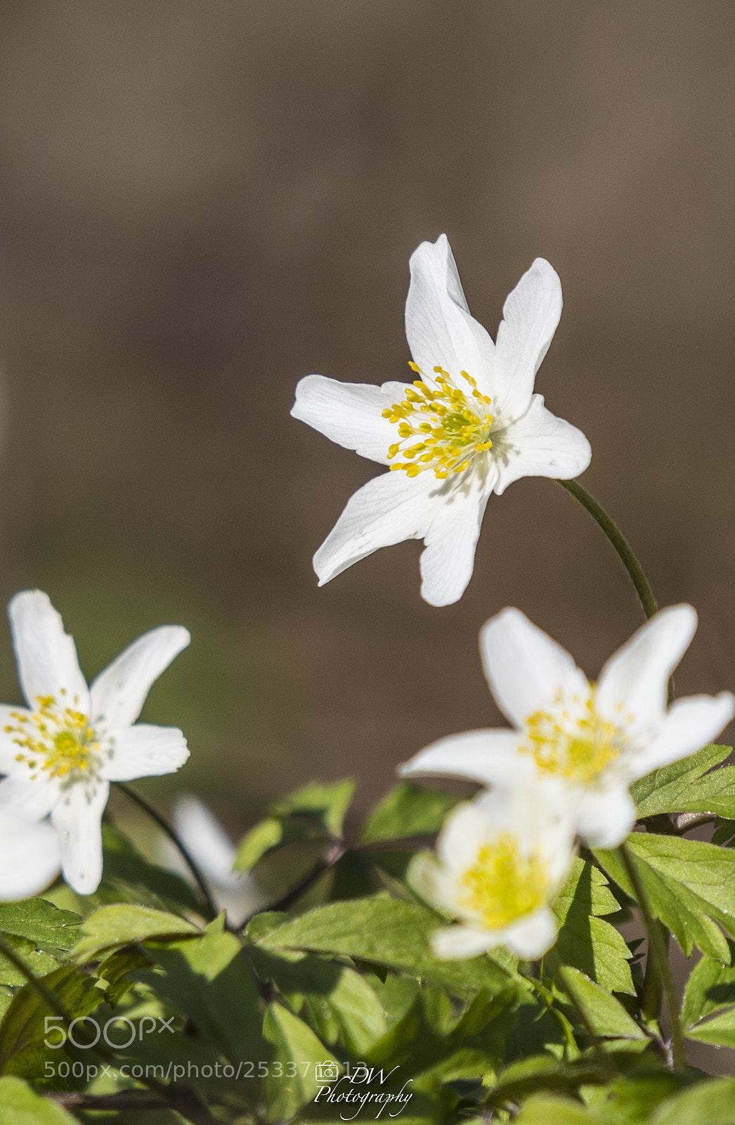 Nikon D500 sample photo. Buschwindröschen photography