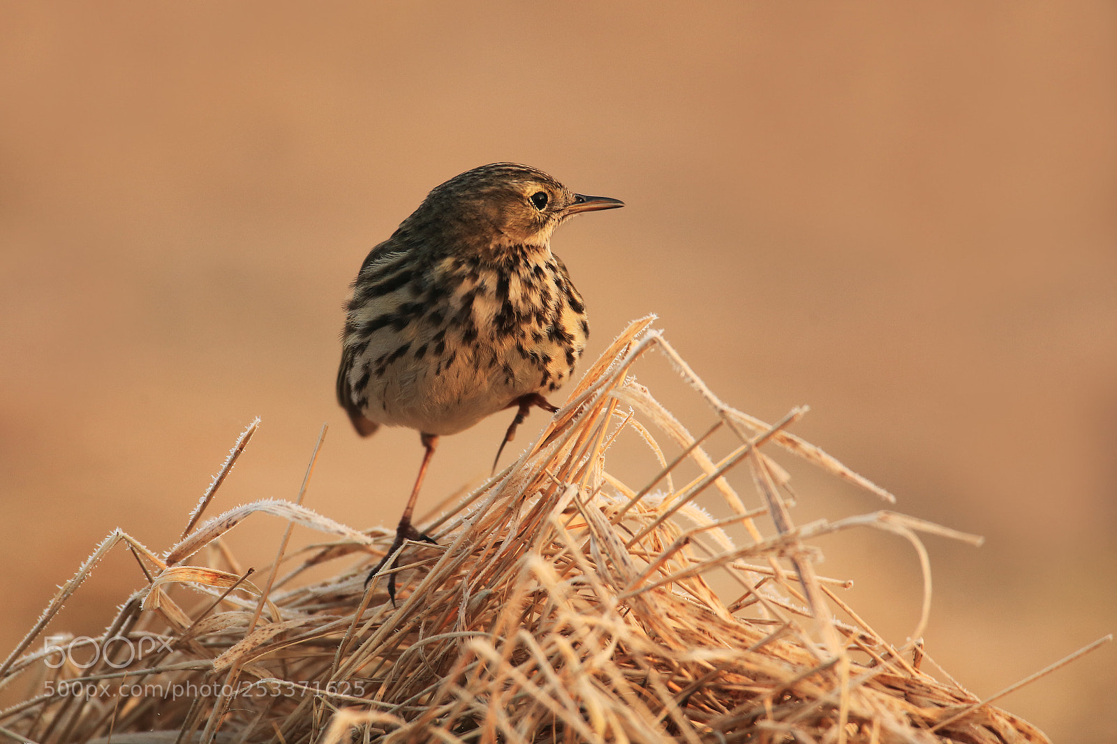 Canon EOS 5D Mark II sample photo. Meadow pipit on dry photography