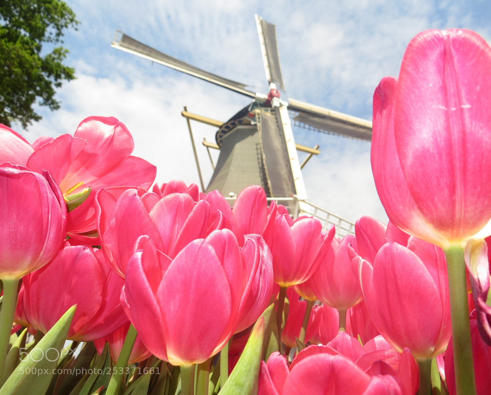 Canon PowerShot SX240 HS sample photo. Tulips & windmill 02 photography