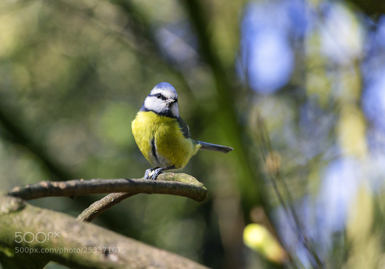 Canon EOS 1200D (EOS Rebel T5 / EOS Kiss X70 / EOS Hi) sample photo. Blue tit photography