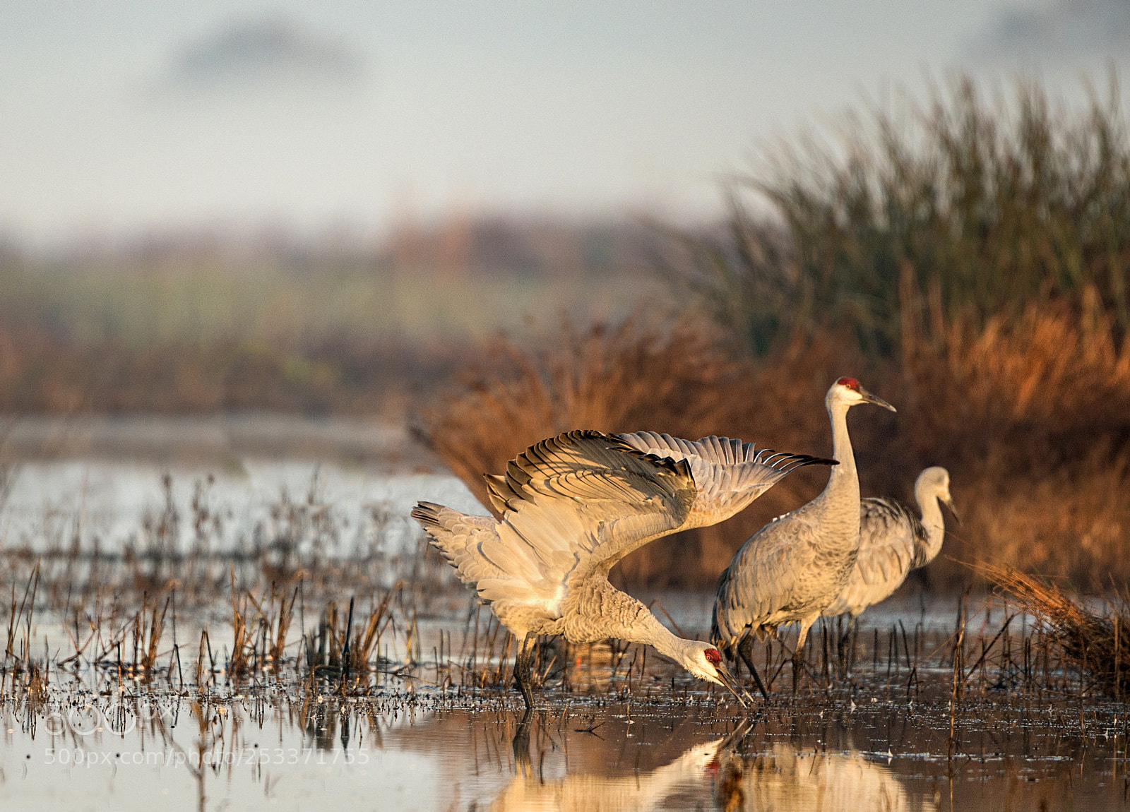 Canon EOS 5D Mark IV sample photo. Sandhill cranes soft morning photography