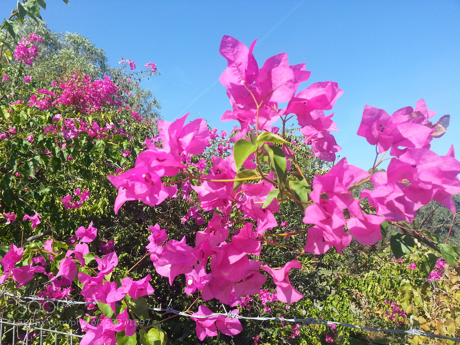 Samsung Galaxy S3 sample photo. Pink flower in greece photography
