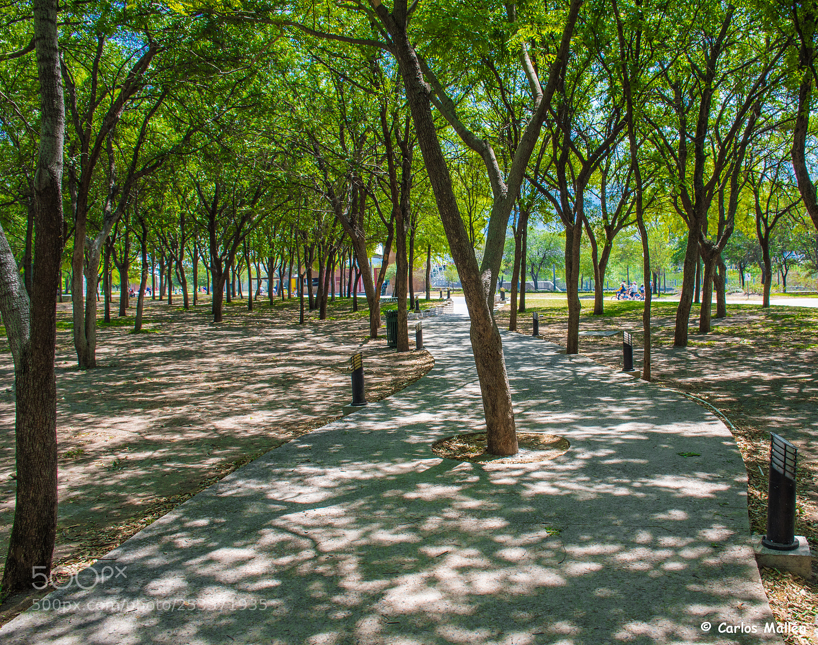 Nikon D5500 sample photo. A tree in the photography
