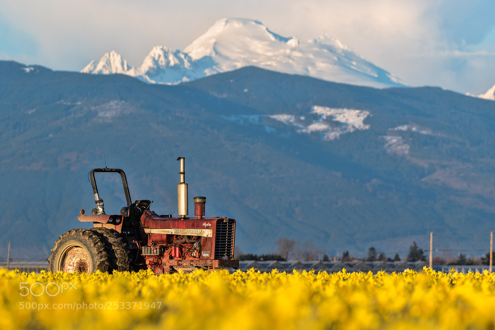 Canon EOS 7D Mark II sample photo. Tractor, daffodils, and mt photography