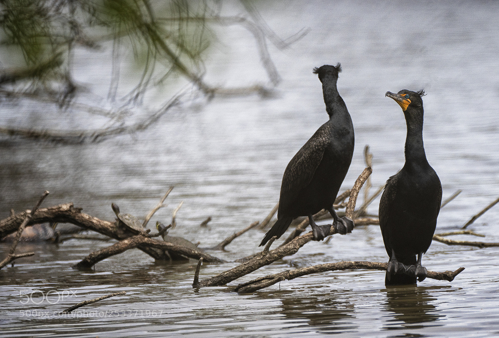 Sony a7R III sample photo. Pair of cormorants photography