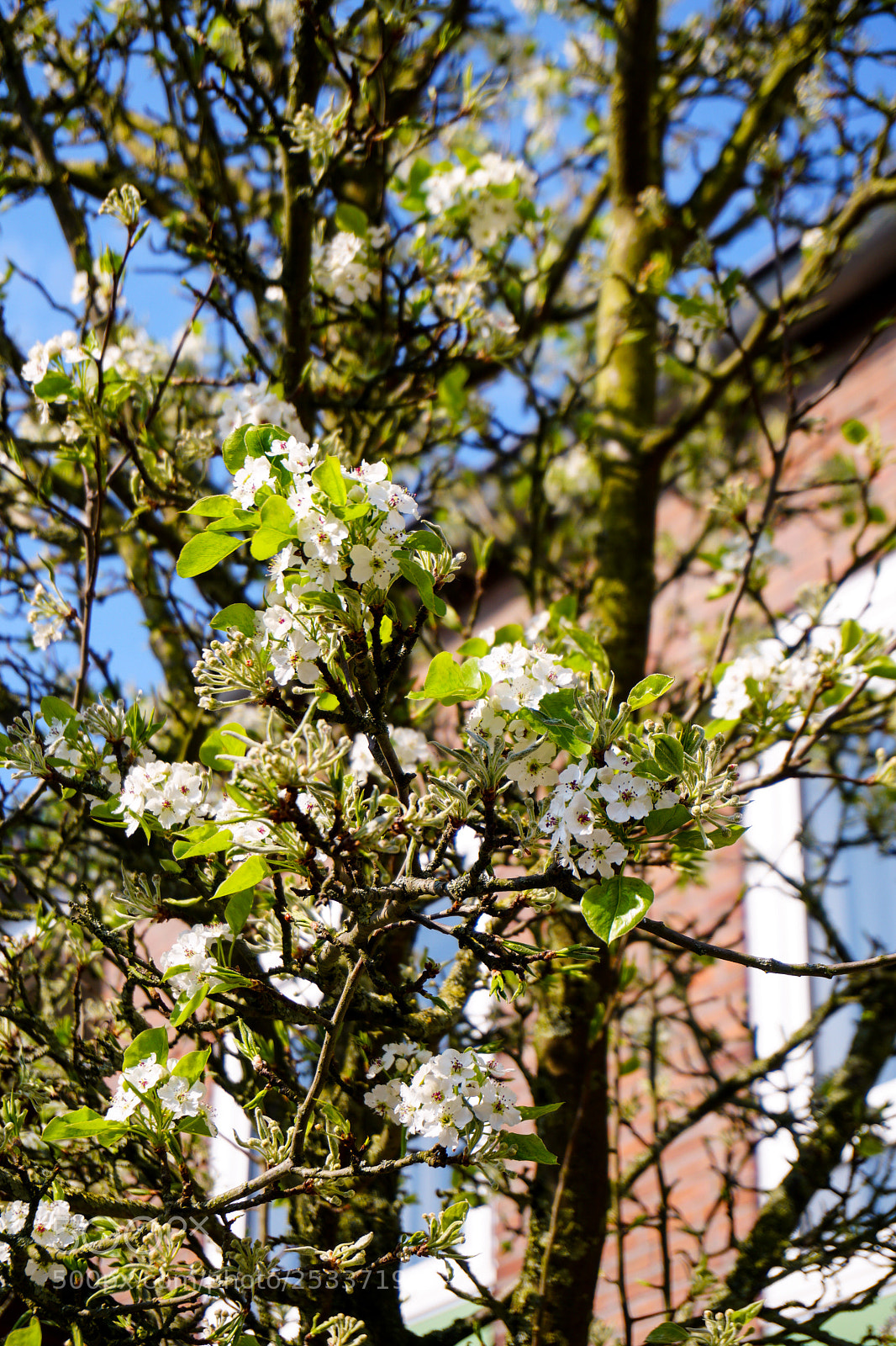 Sony a6300 sample photo. Flowers in spring photography