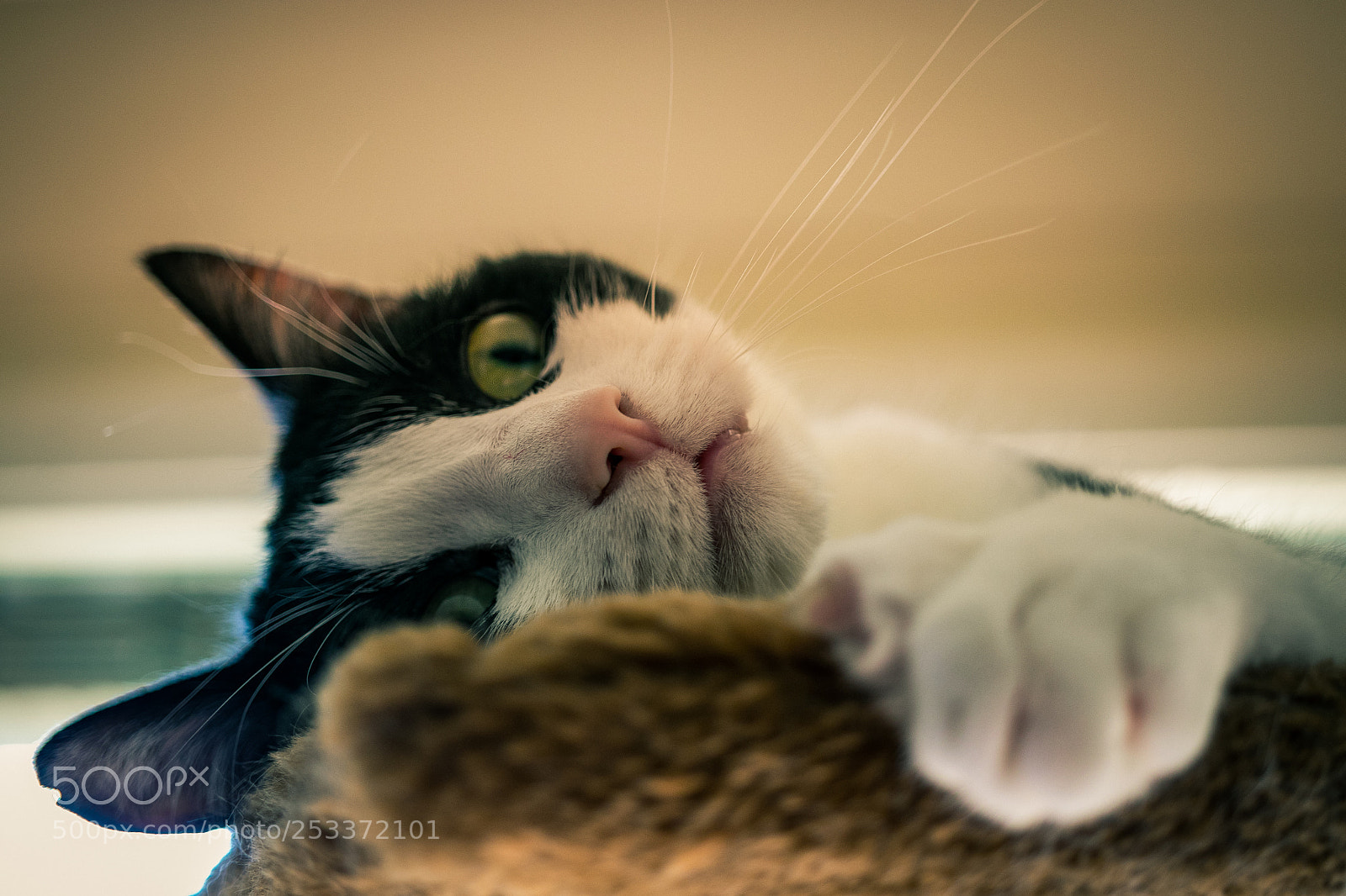 Canon EOS 80D sample photo. Tomi ef-s 35 - 1 photography