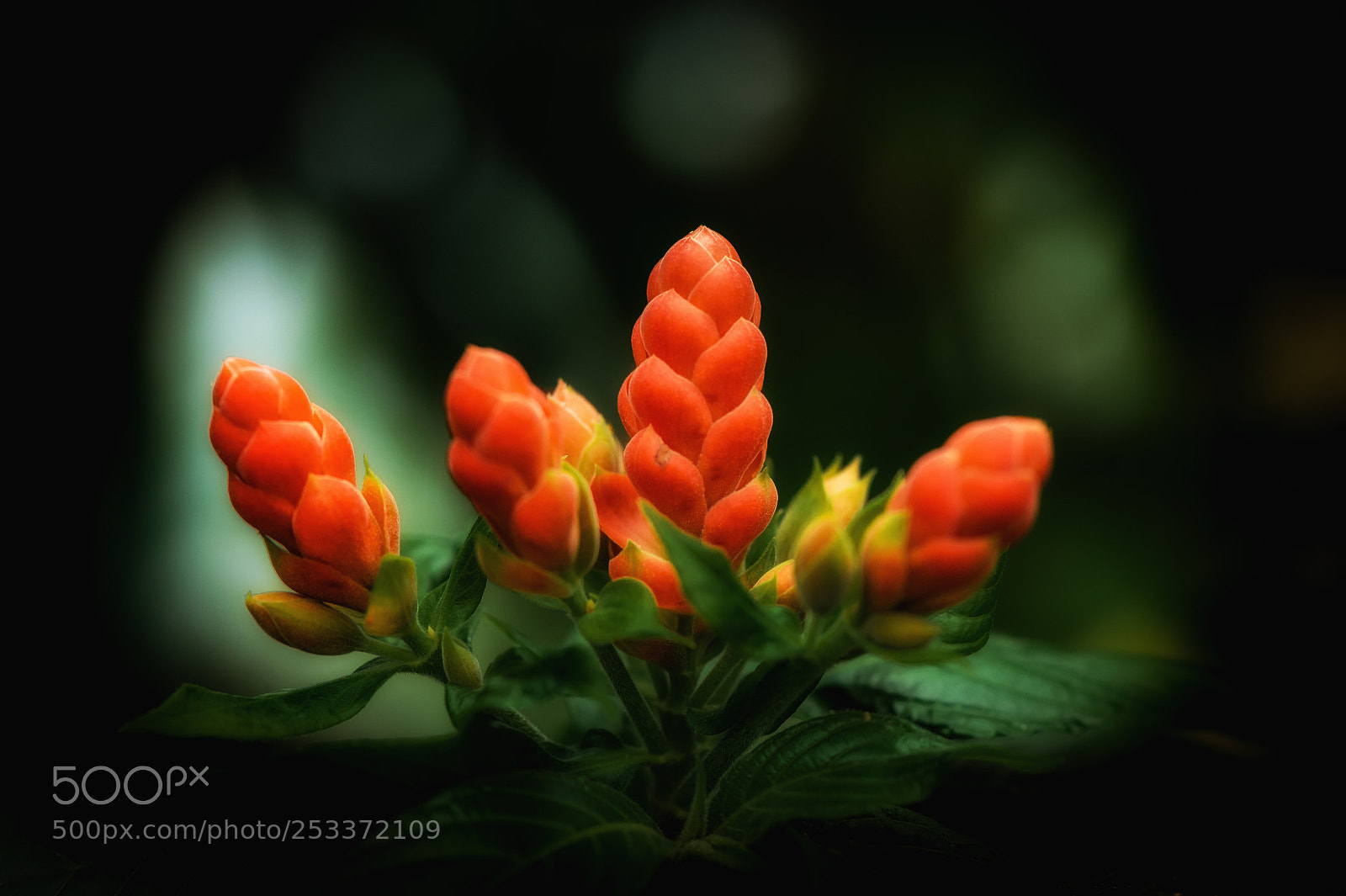 Nikon D4 sample photo. Bright orange photography