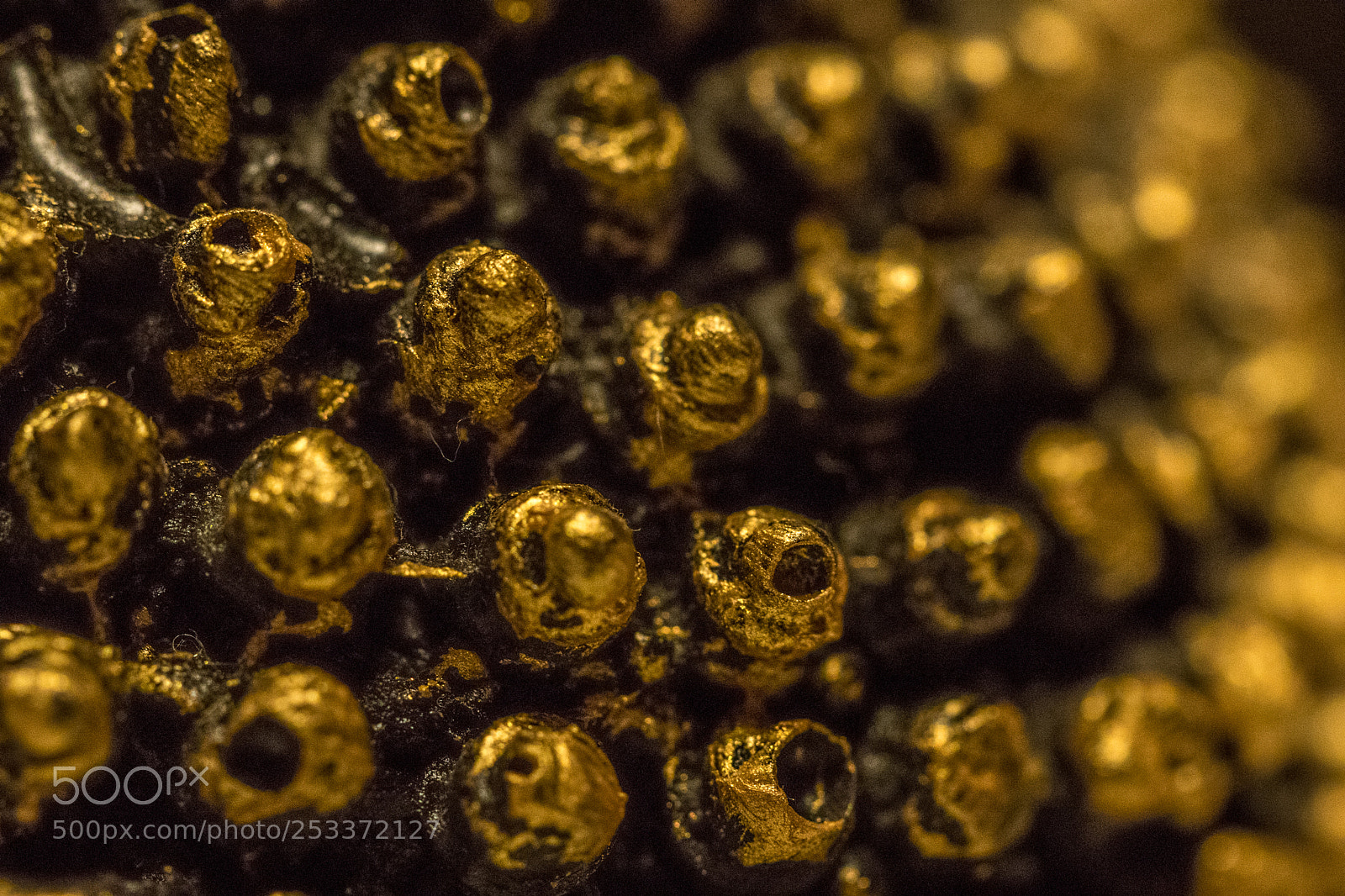 Canon EOS 77D (EOS 9000D / EOS 770D) sample photo. Golden or coal? photography