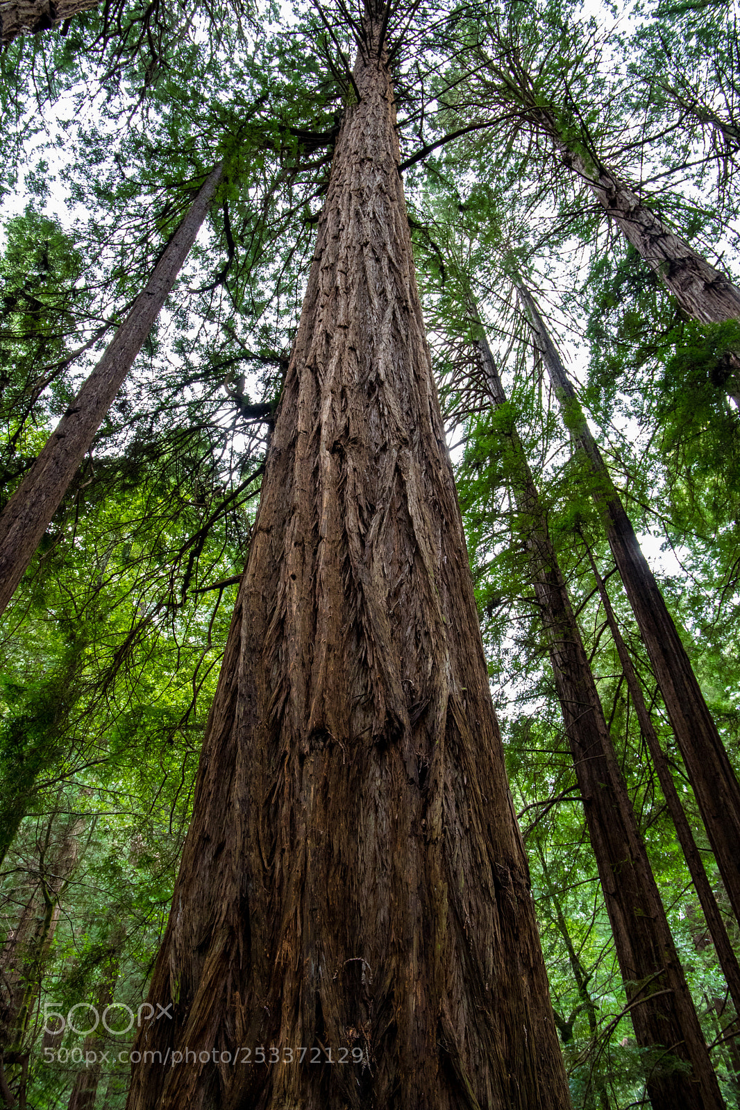 Canon EOS 5D Mark IV sample photo. Muir woods tree photography