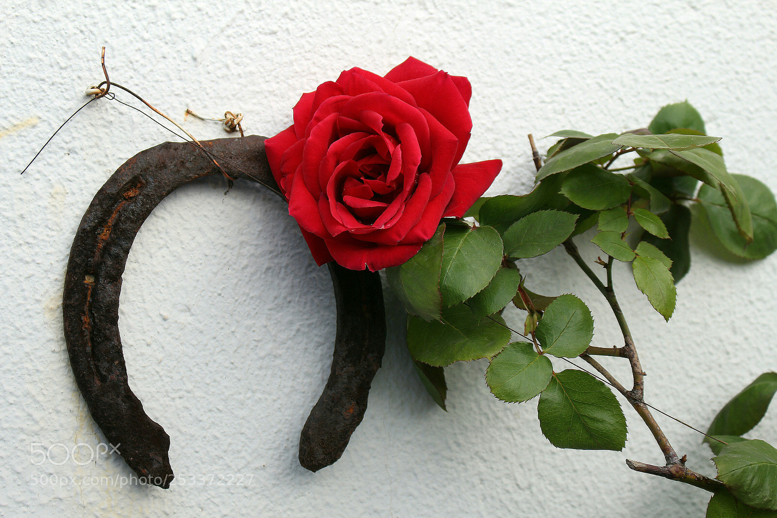 Canon EOS 700D (EOS Rebel T5i / EOS Kiss X7i) sample photo. La primera rosa de photography