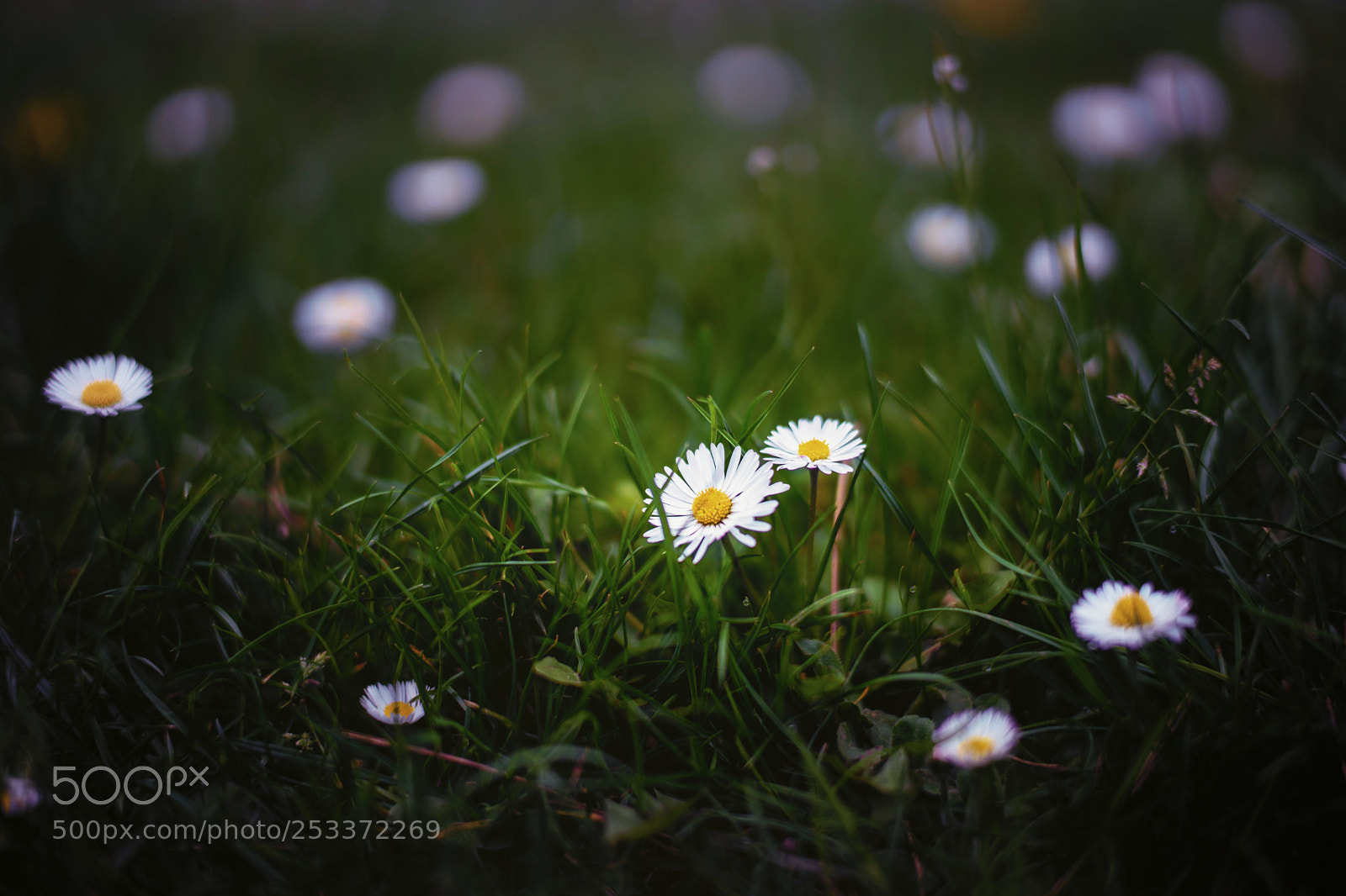 Sony a7 II sample photo. Daisy photography