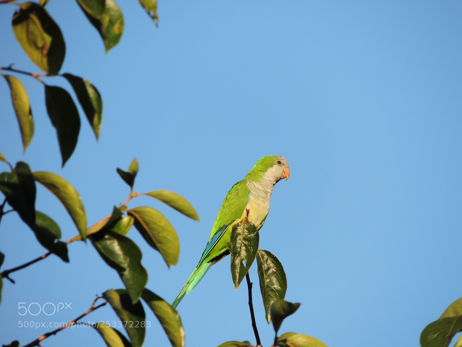 Nikon Coolpix P520 sample photo. Quaker parrot photography