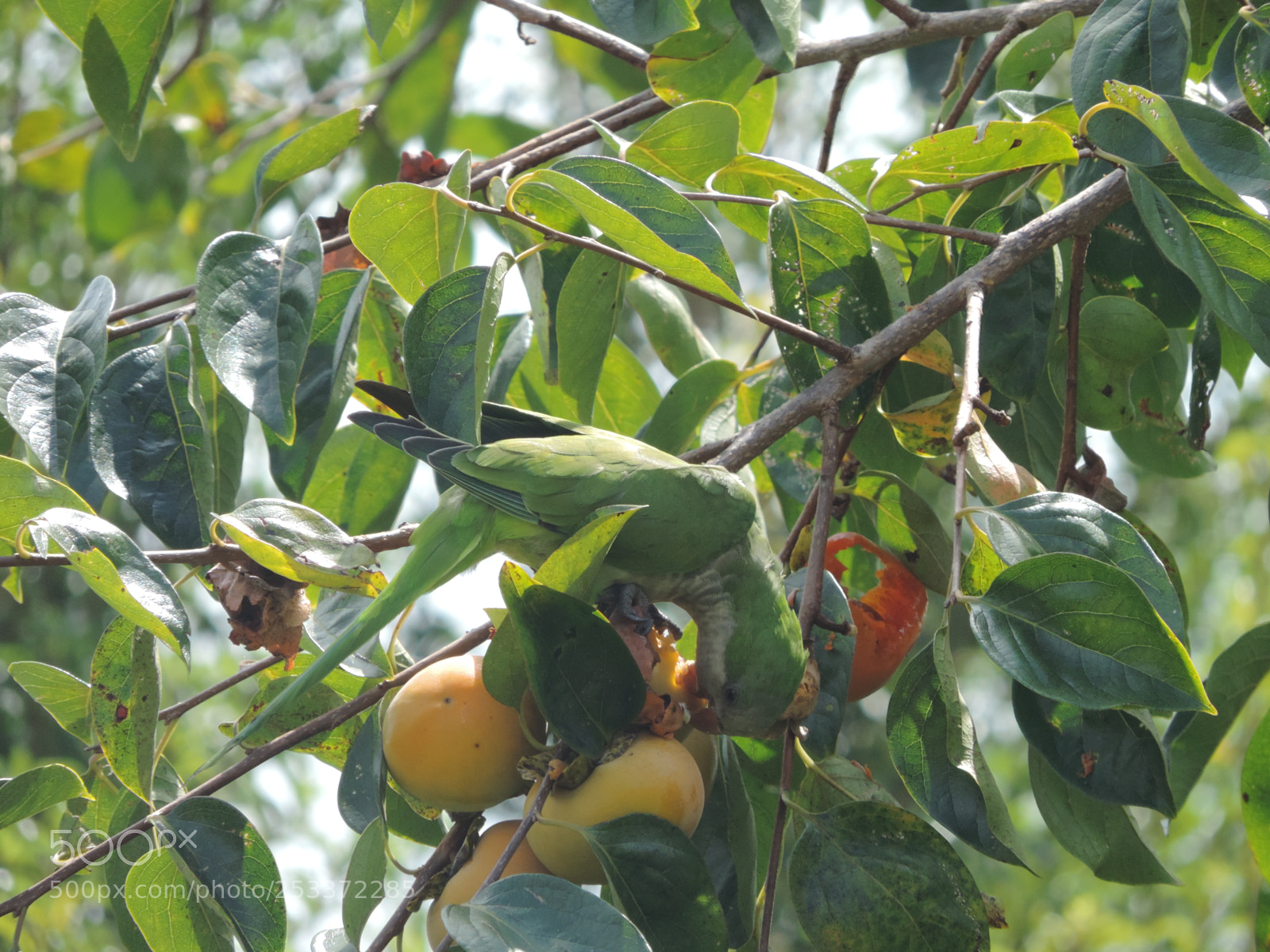 Nikon Coolpix P520 sample photo. Quaker parrot photography