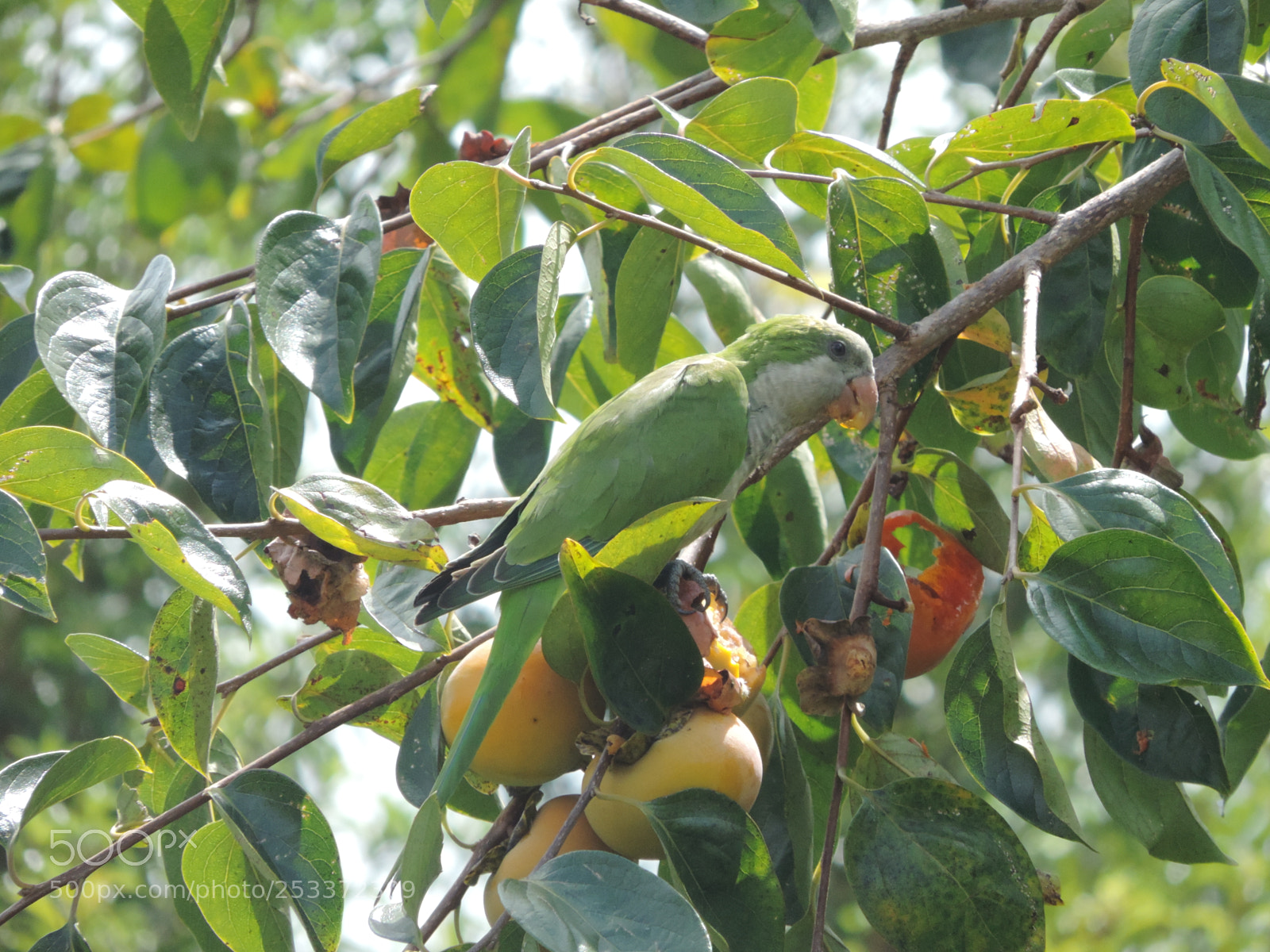 Nikon Coolpix P520 sample photo. Quaker parrot photography