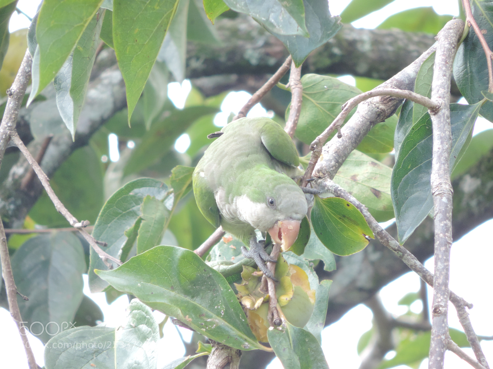 Nikon Coolpix P520 sample photo. Quaker parrot photography