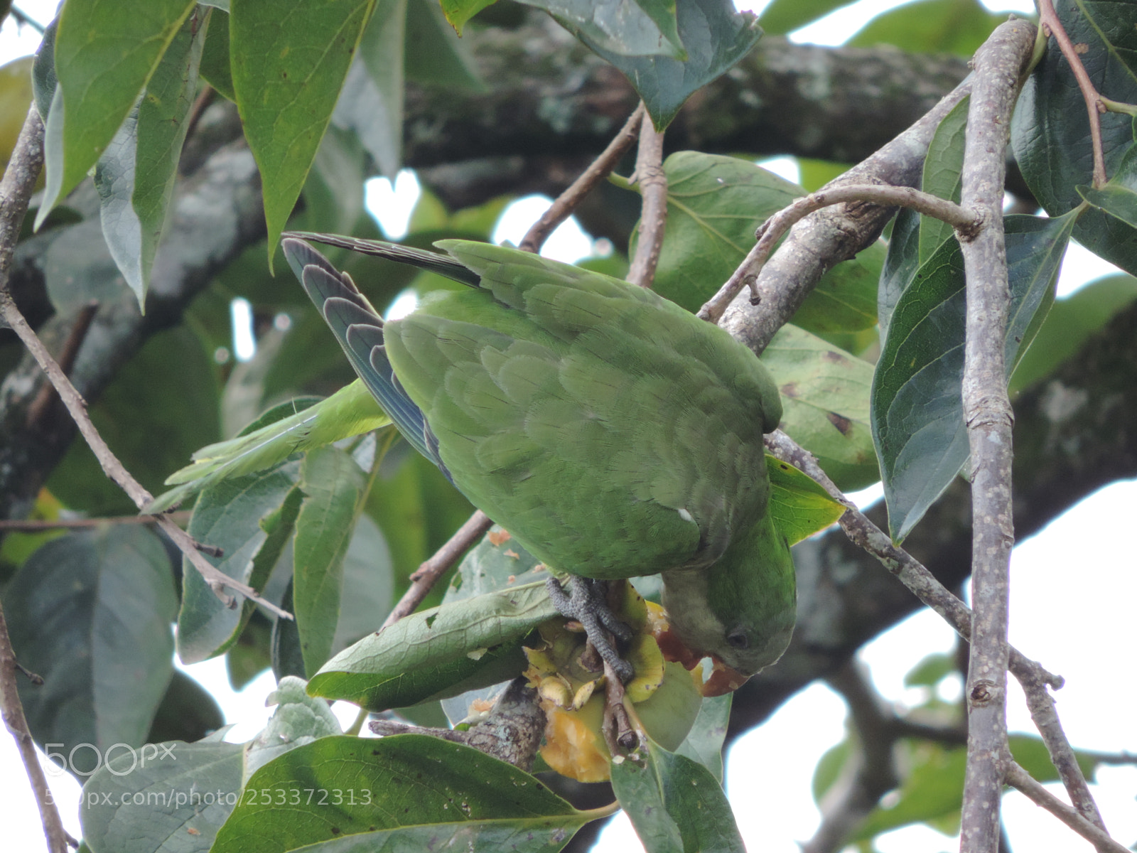 Nikon Coolpix P520 sample photo. Quaker parrot photography