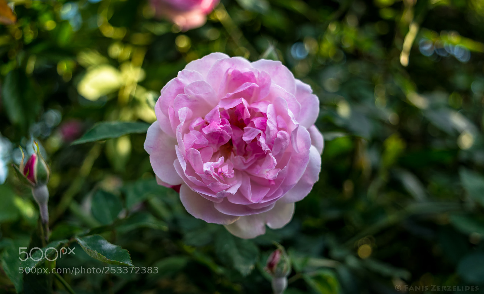 Nikon D5200 sample photo. Wild rose photography