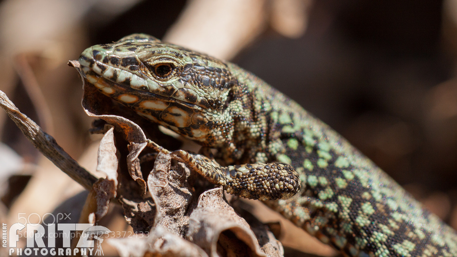 Canon EOS 50D sample photo. Mauereidechse im schlosspark schloss photography