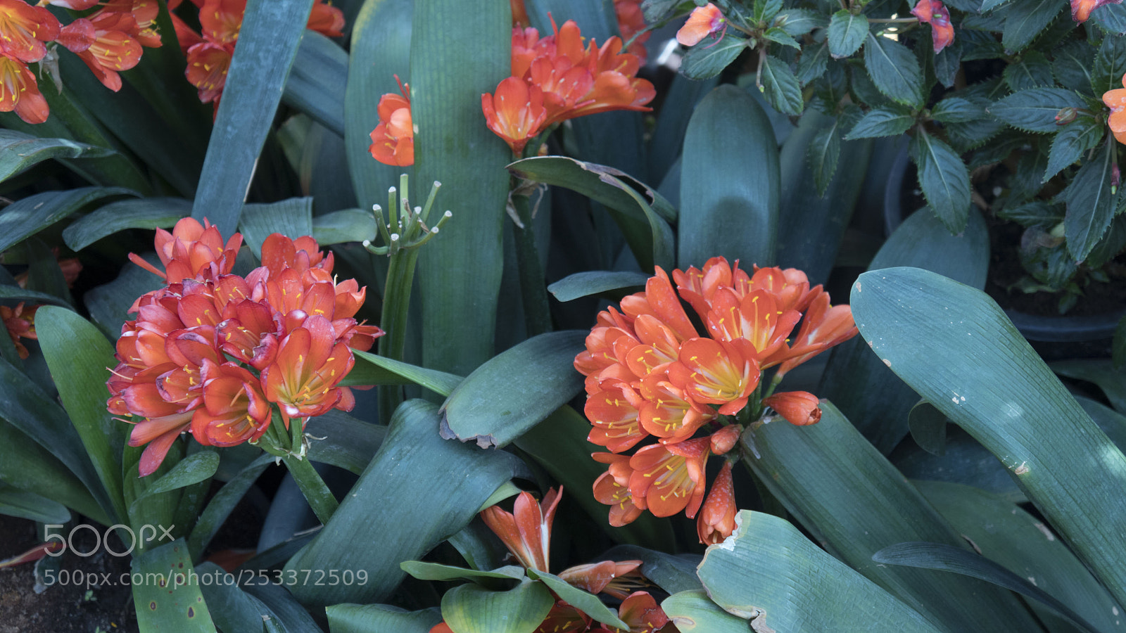 Sony a6500 sample photo. Beautiful flowers at egypt's photography