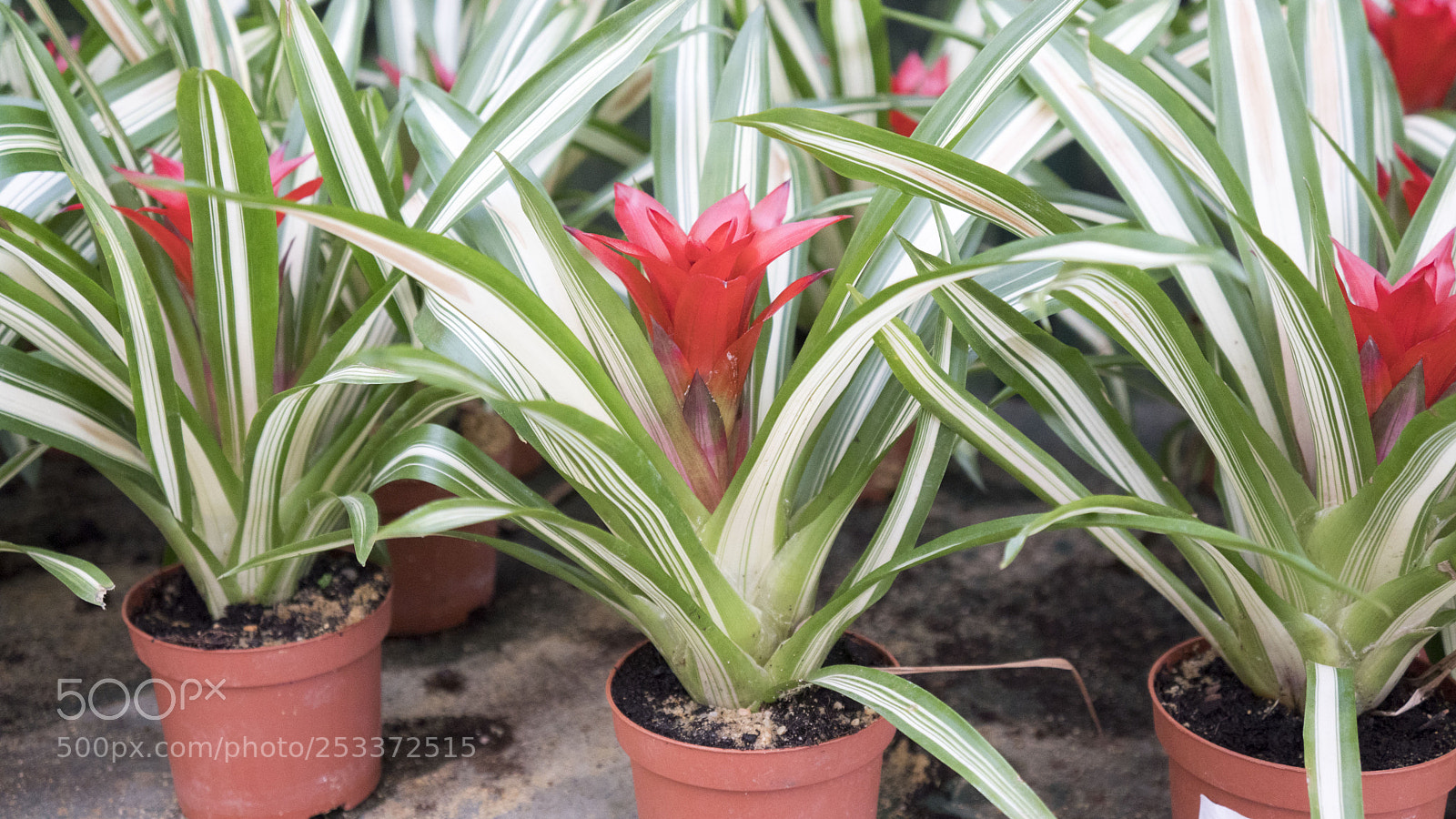 Sony a6500 sample photo. Another beautiful flower at photography