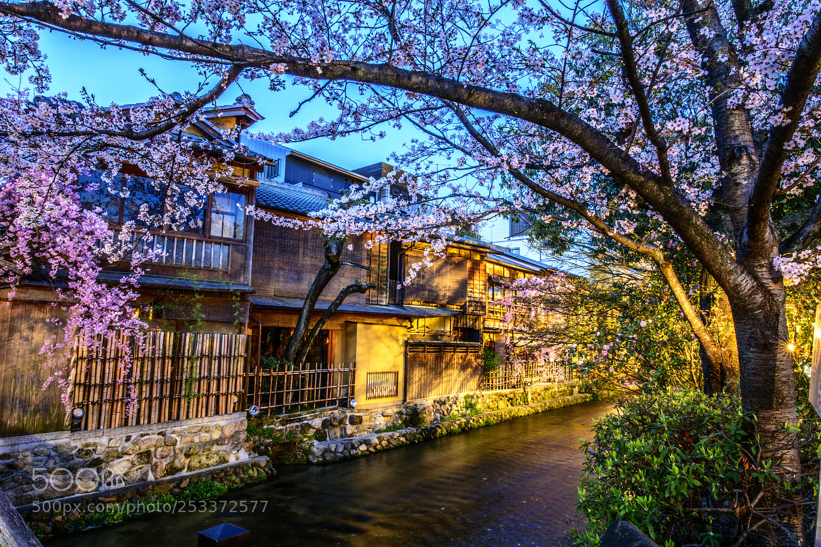 Nikon D850 sample photo. Sakura season gion kyoto (祇園, ぎおん) photography