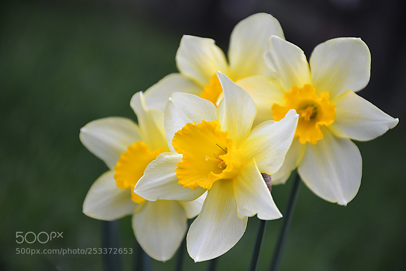 Nikon D5200 sample photo. Narcissus 2 photography