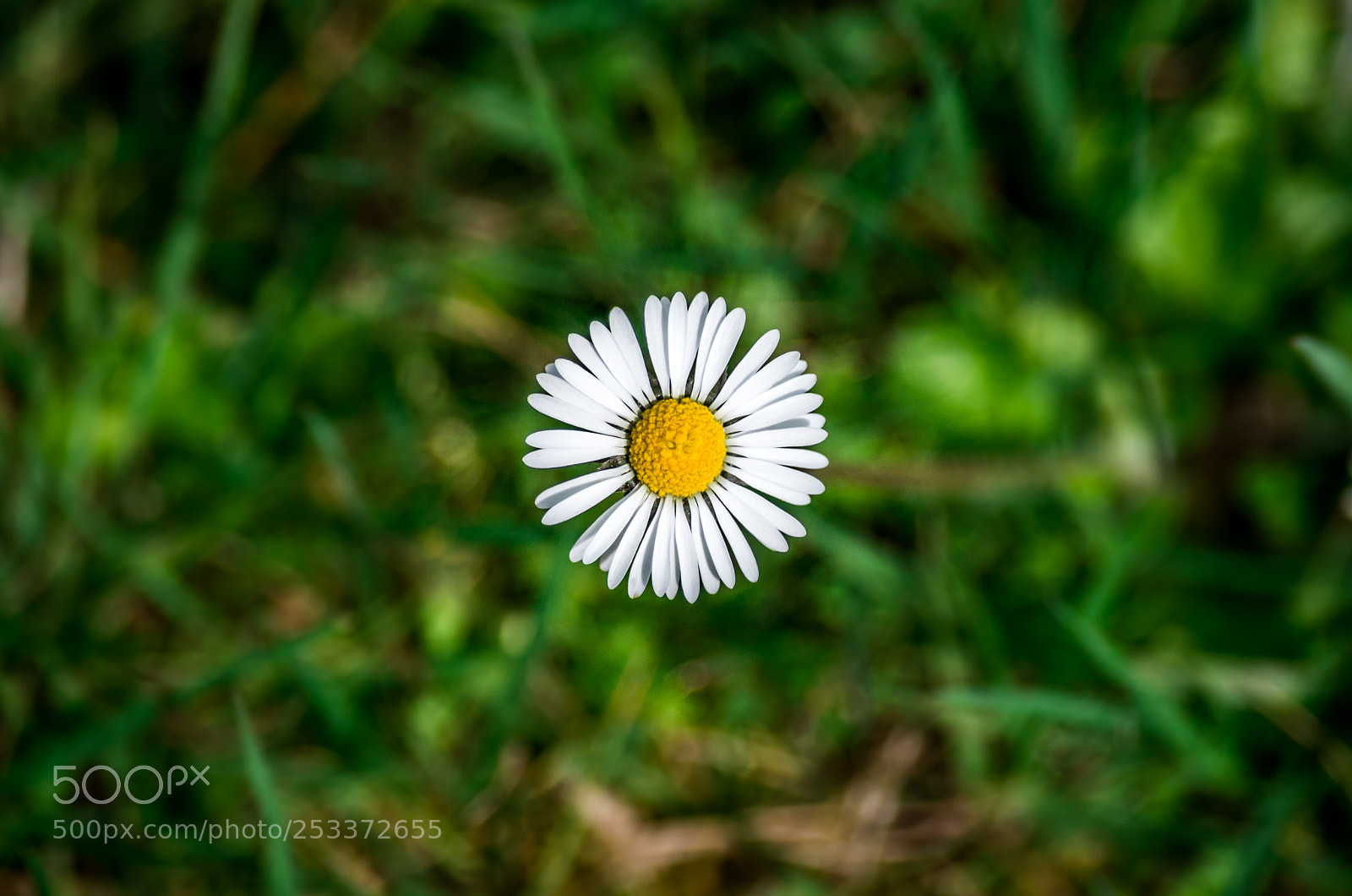 Pentax K-5 II sample photo. Daisy photography
