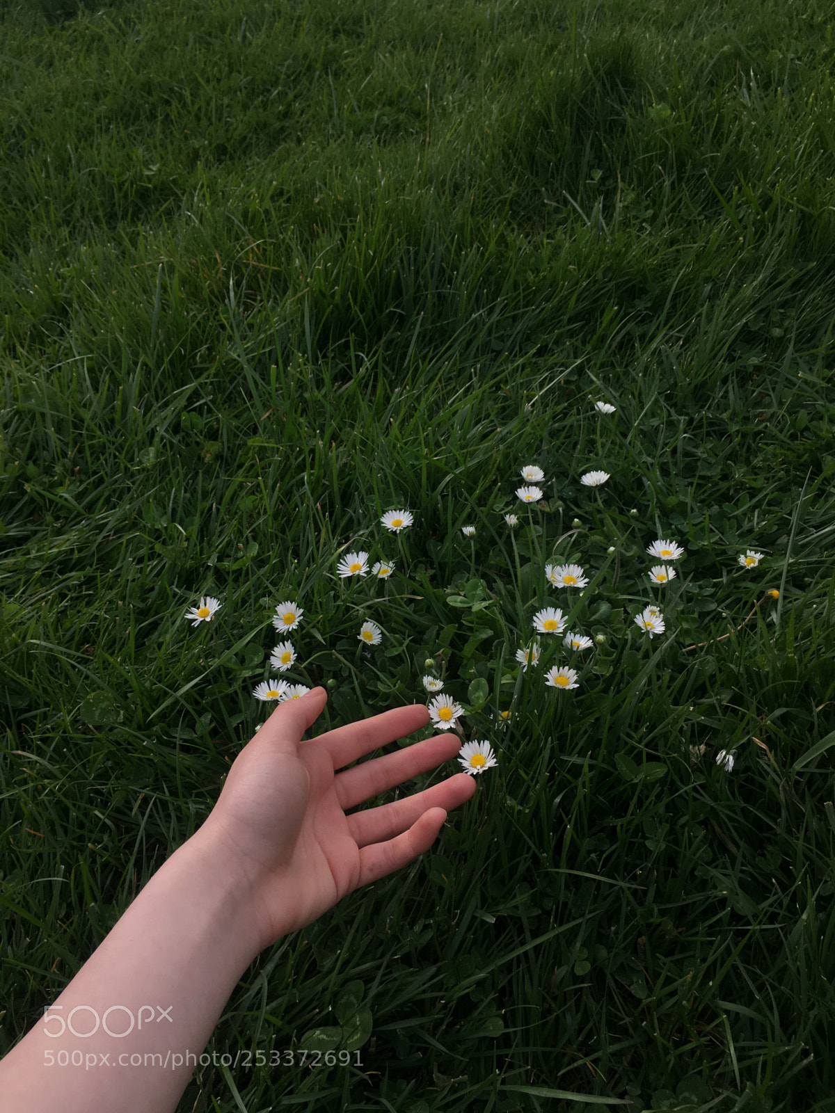 Apple iPhone 6s Plus sample photo. Spring  photography
