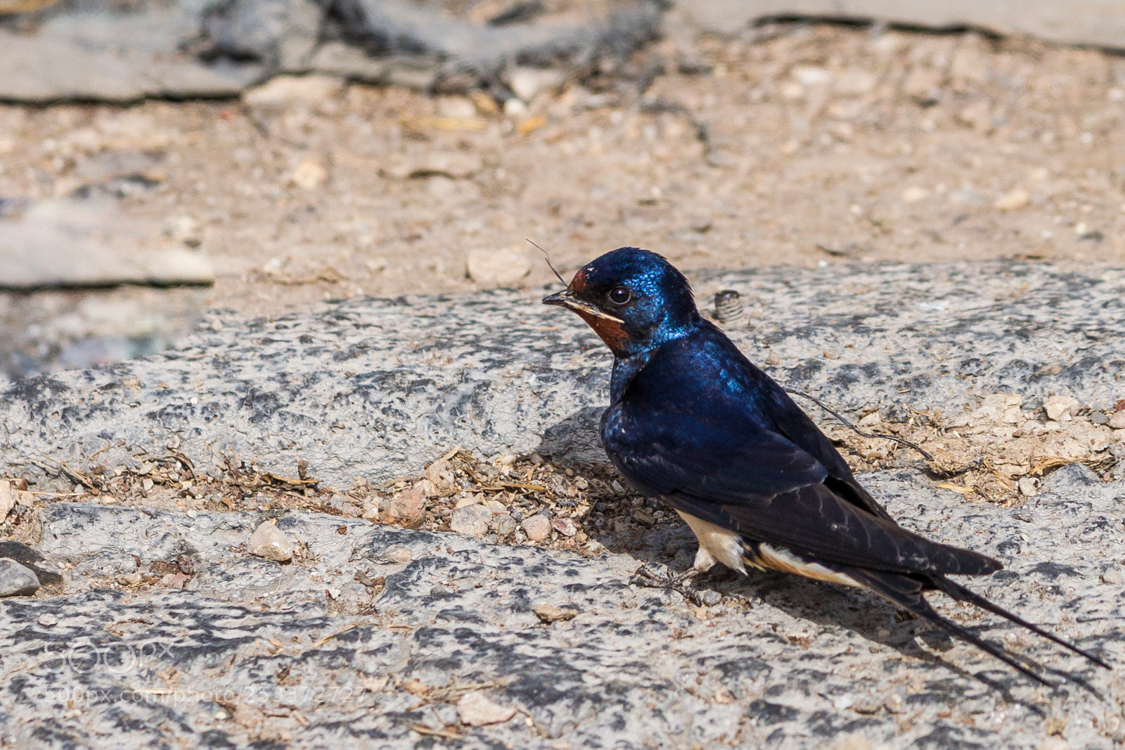 Canon EOS-1D Mark IV sample photo. Preparing the nest photography