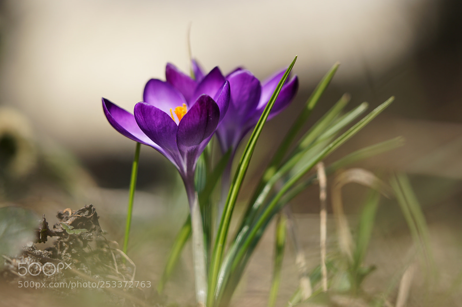 Sony a6000 sample photo. The spring photography