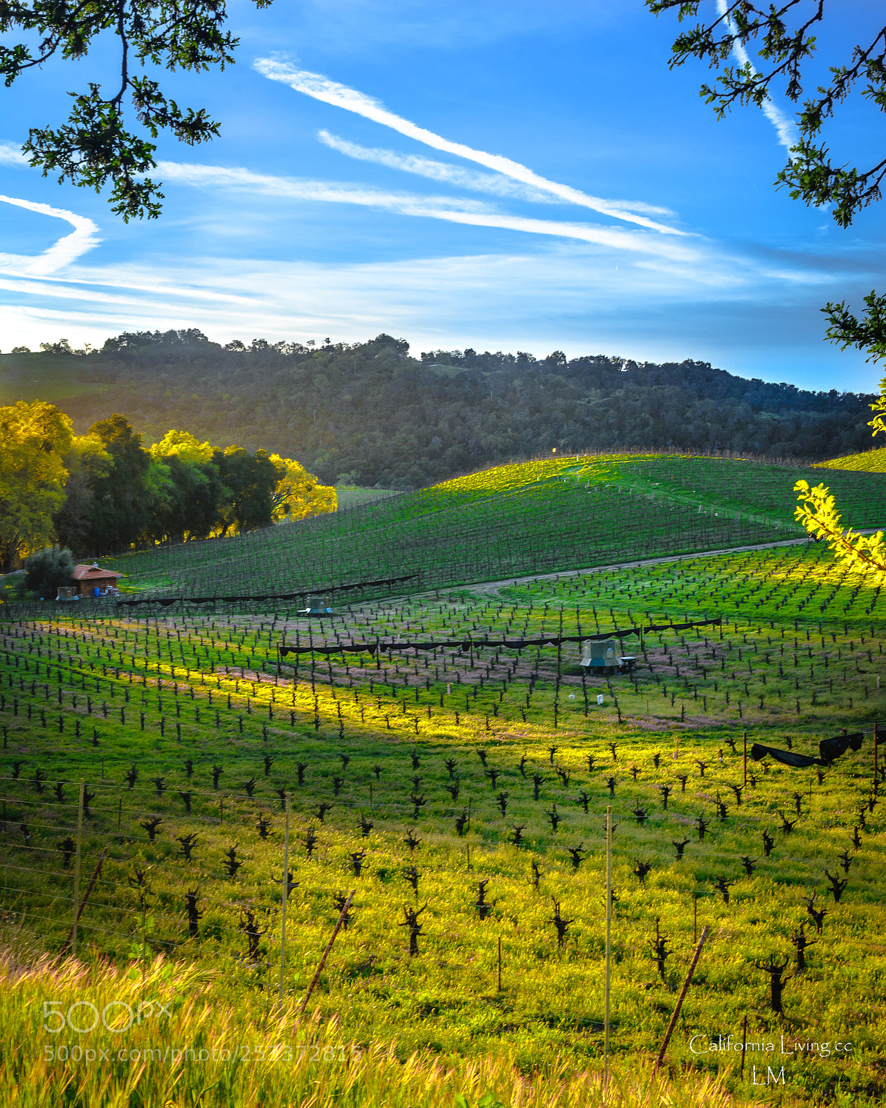 Nikon D7100 sample photo. Paso robles photography