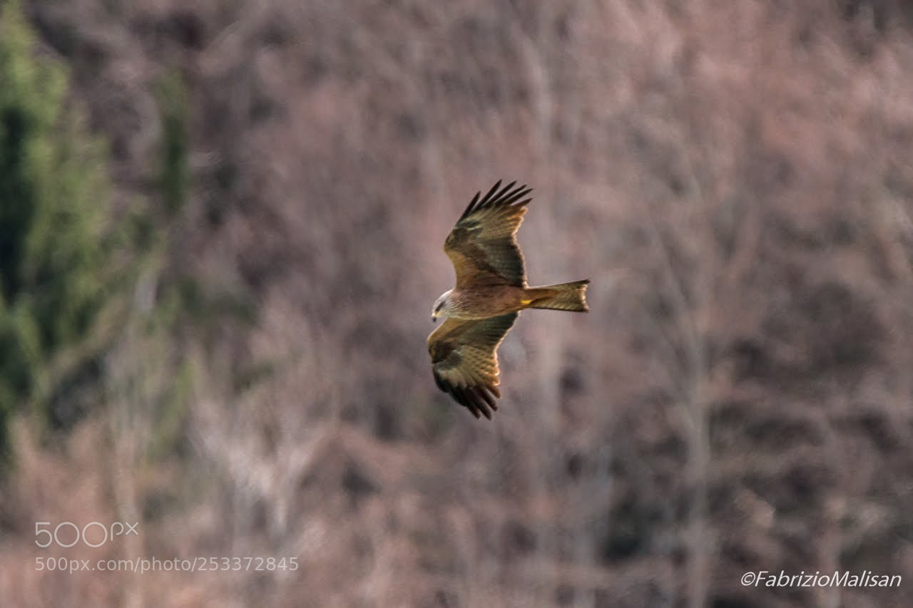 Canon EOS 70D sample photo. Flying hawk photography