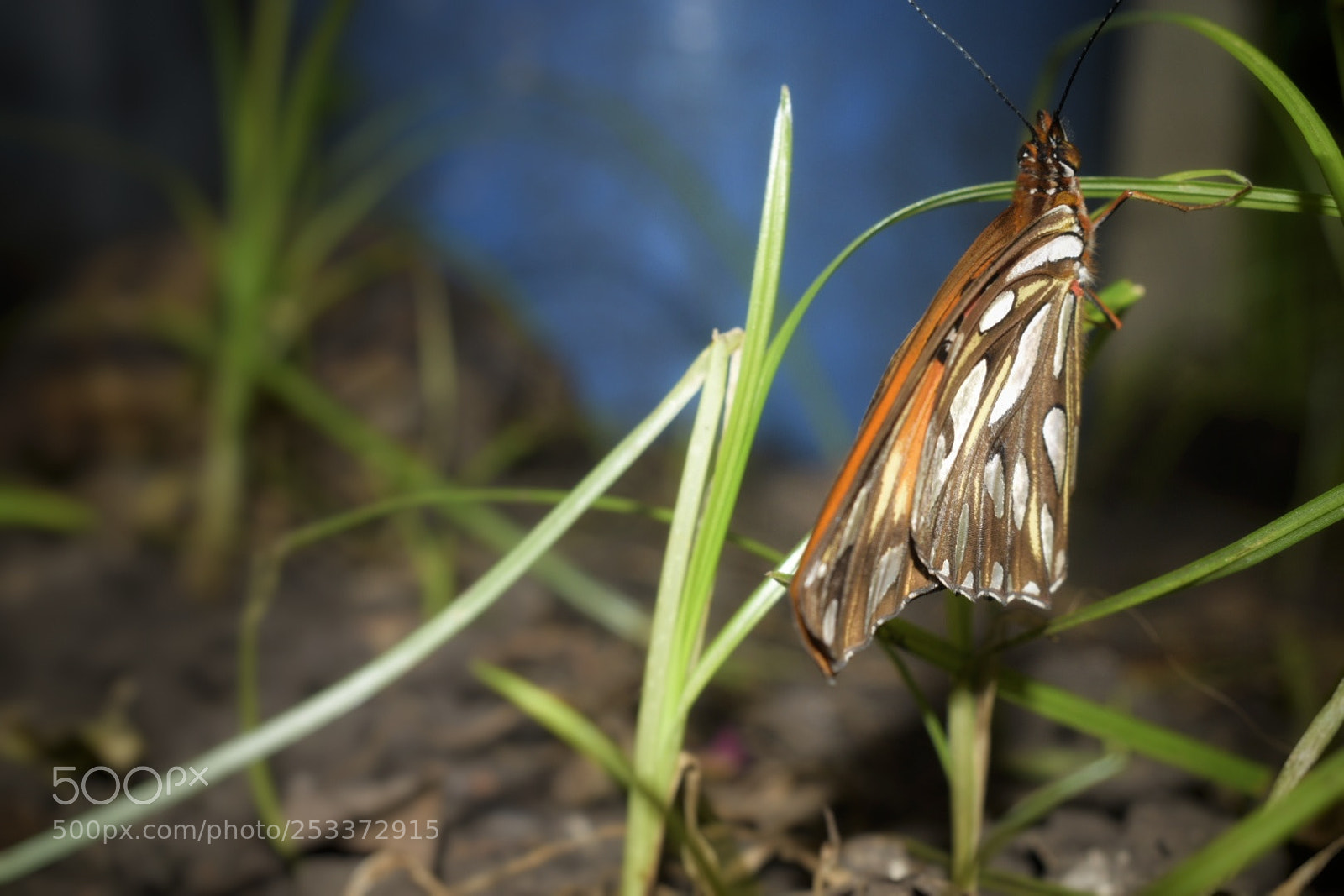 Nikon D5300 sample photo. Mariposita. photography