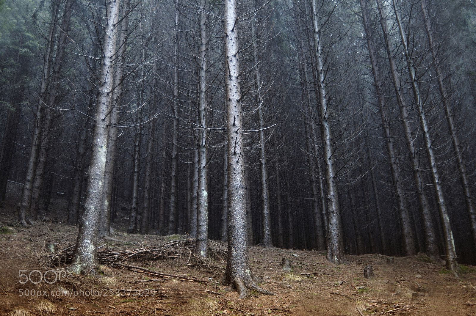 Nikon D300 sample photo. Pine forest photography
