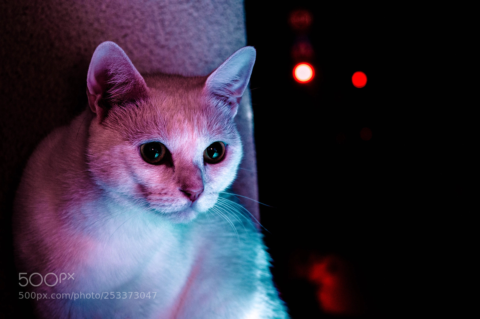 Nikon D3200 sample photo. The neon cat photography