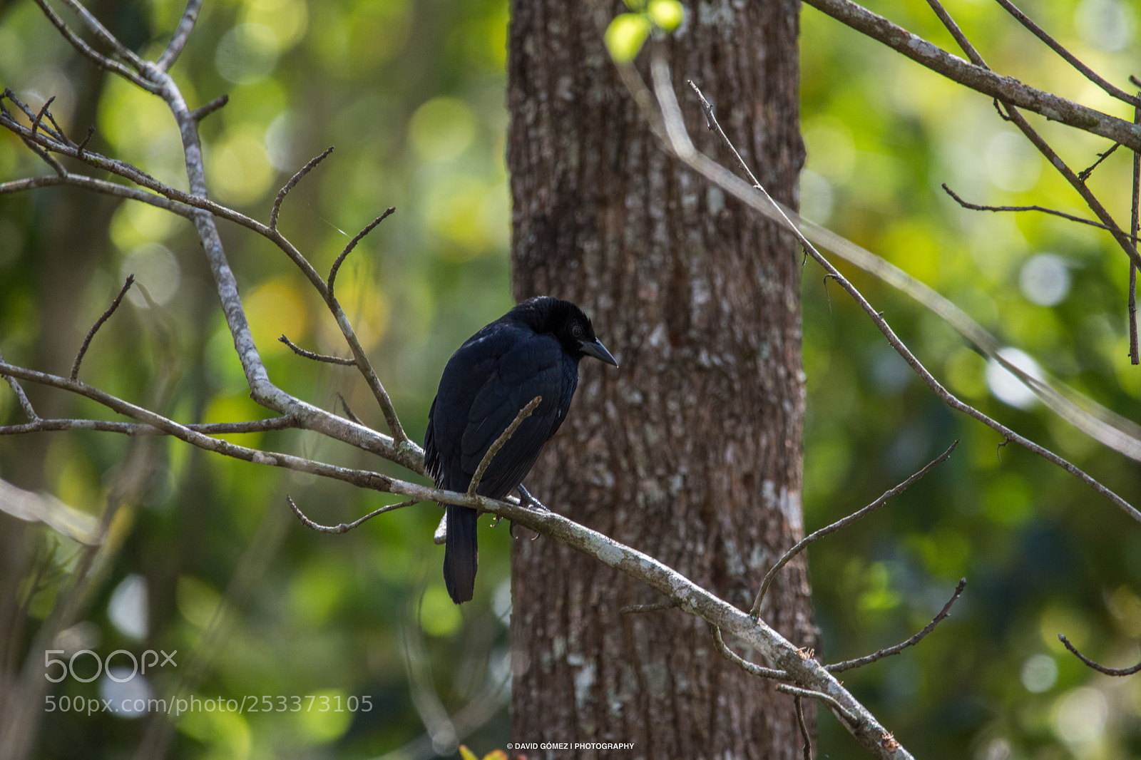 Nikon D7200 sample photo. Black bird photography