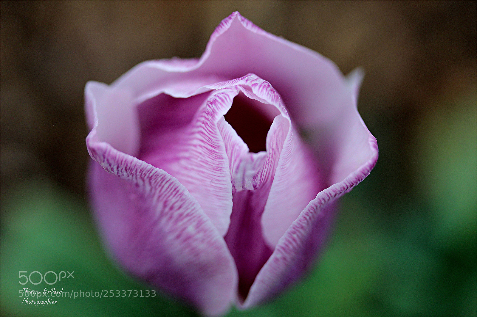 Canon EOS 600D (Rebel EOS T3i / EOS Kiss X5) sample photo. Tulip photography