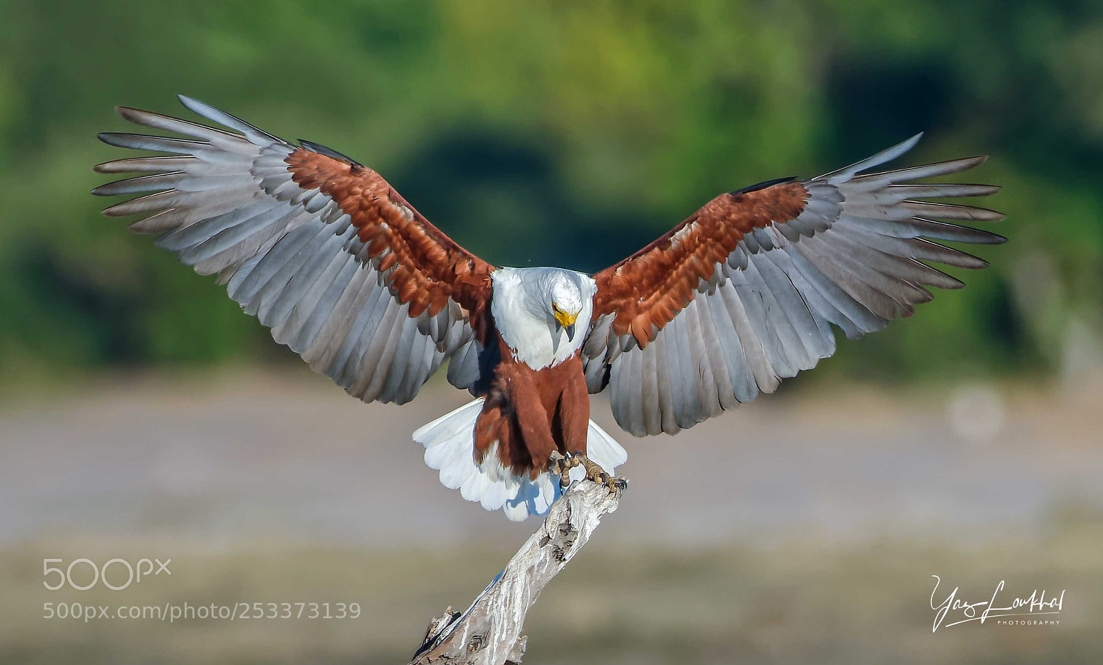 Nikon D810 sample photo. Fish eagle landing photography