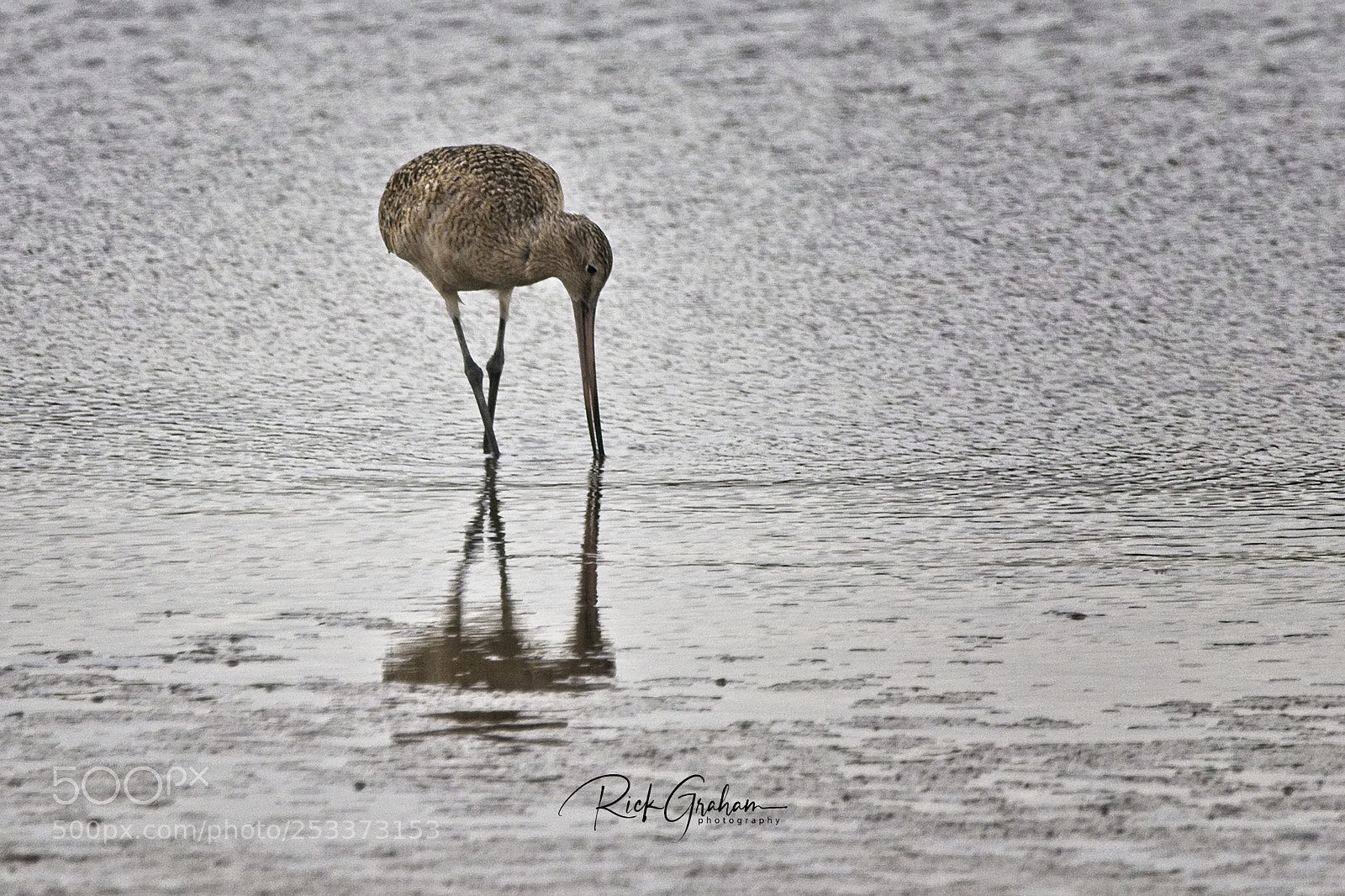 Canon EOS 80D sample photo. Marbled godwit photography