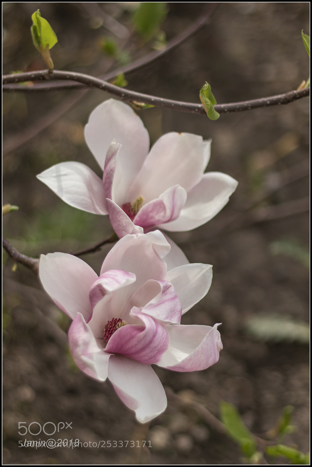 Canon EOS 77D (EOS 9000D / EOS 770D) sample photo. Together forever photography
