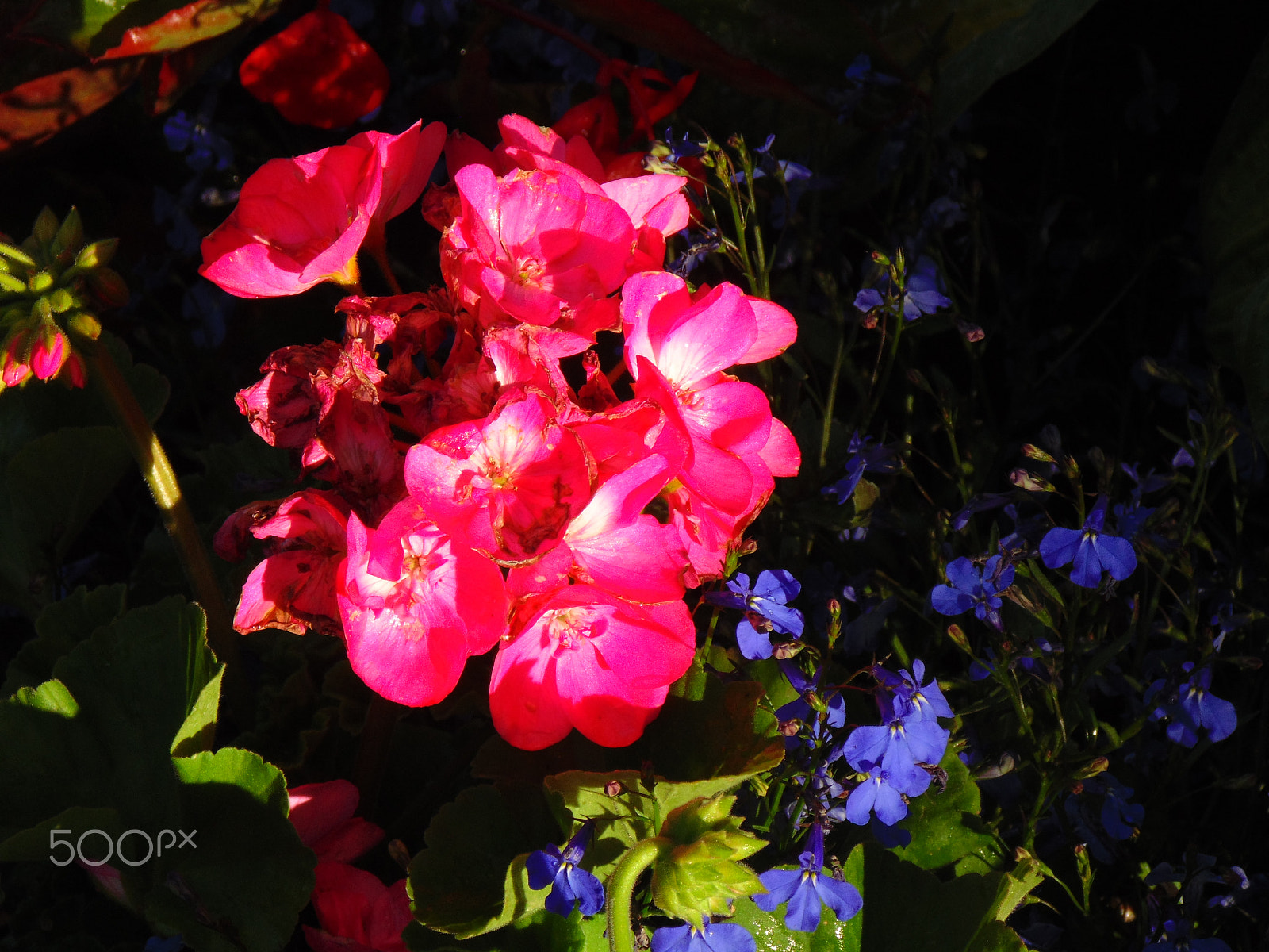 Sony Cyber-shot DSC-H200 sample photo. Flowers photography