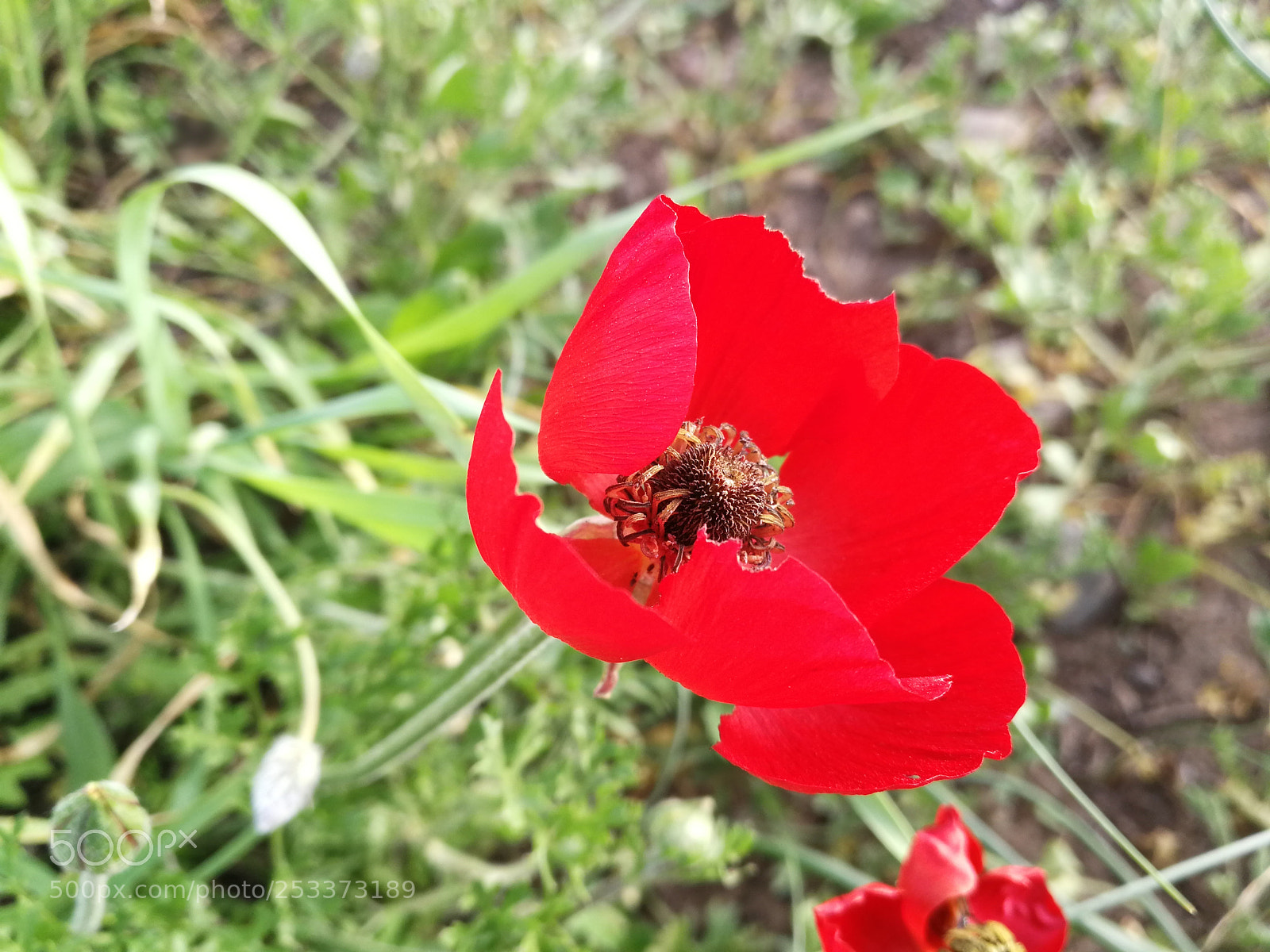 HUAWEI P10 sample photo. Spring photography