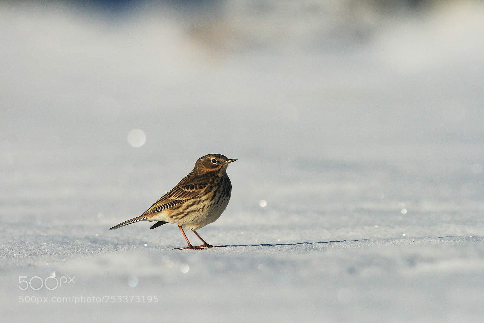 Canon EOS 400D (EOS Digital Rebel XTi / EOS Kiss Digital X) sample photo. Meadow pipit on snow photography