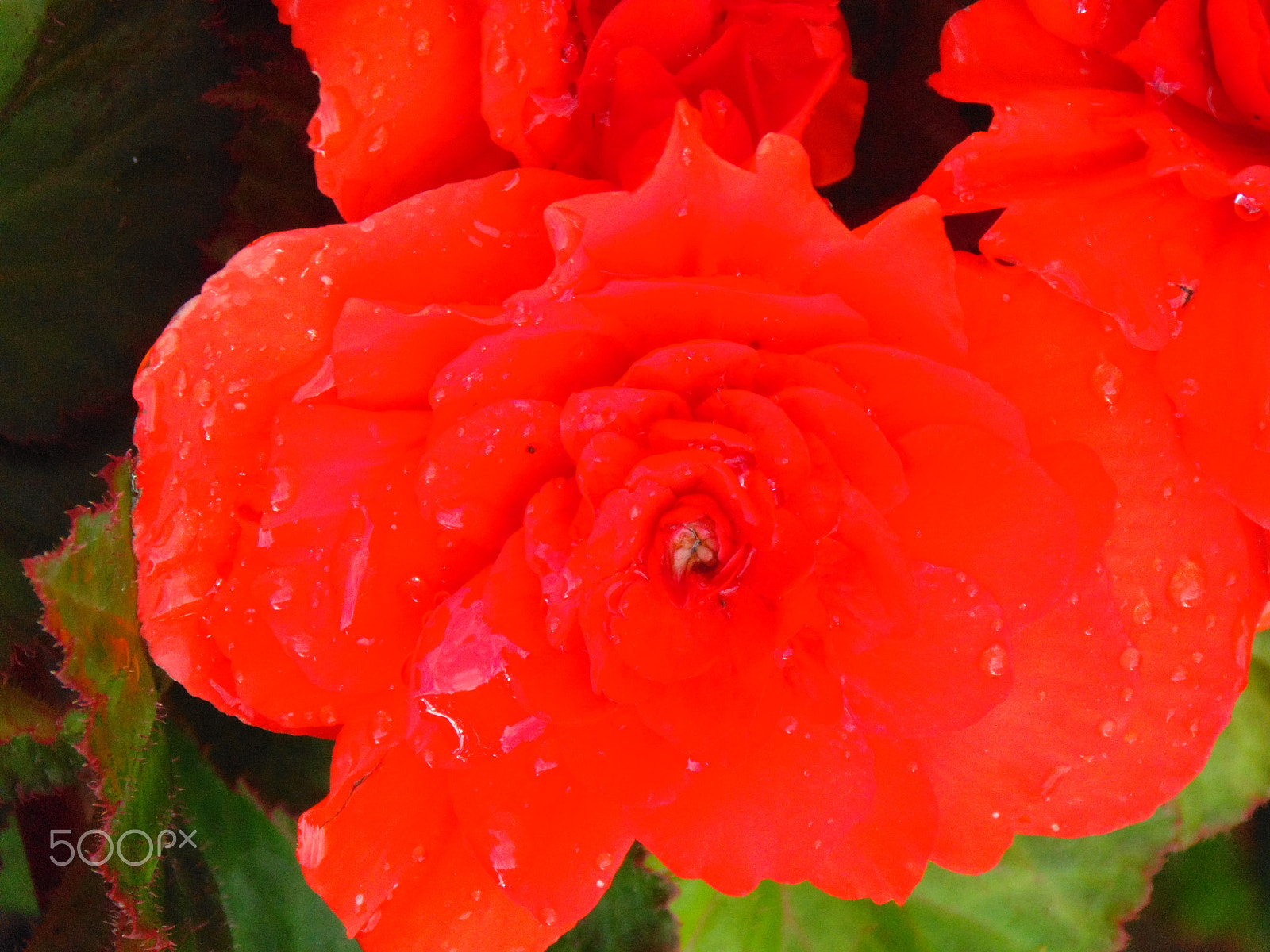 Sony Cyber-shot DSC-H200 sample photo. Flowers photography