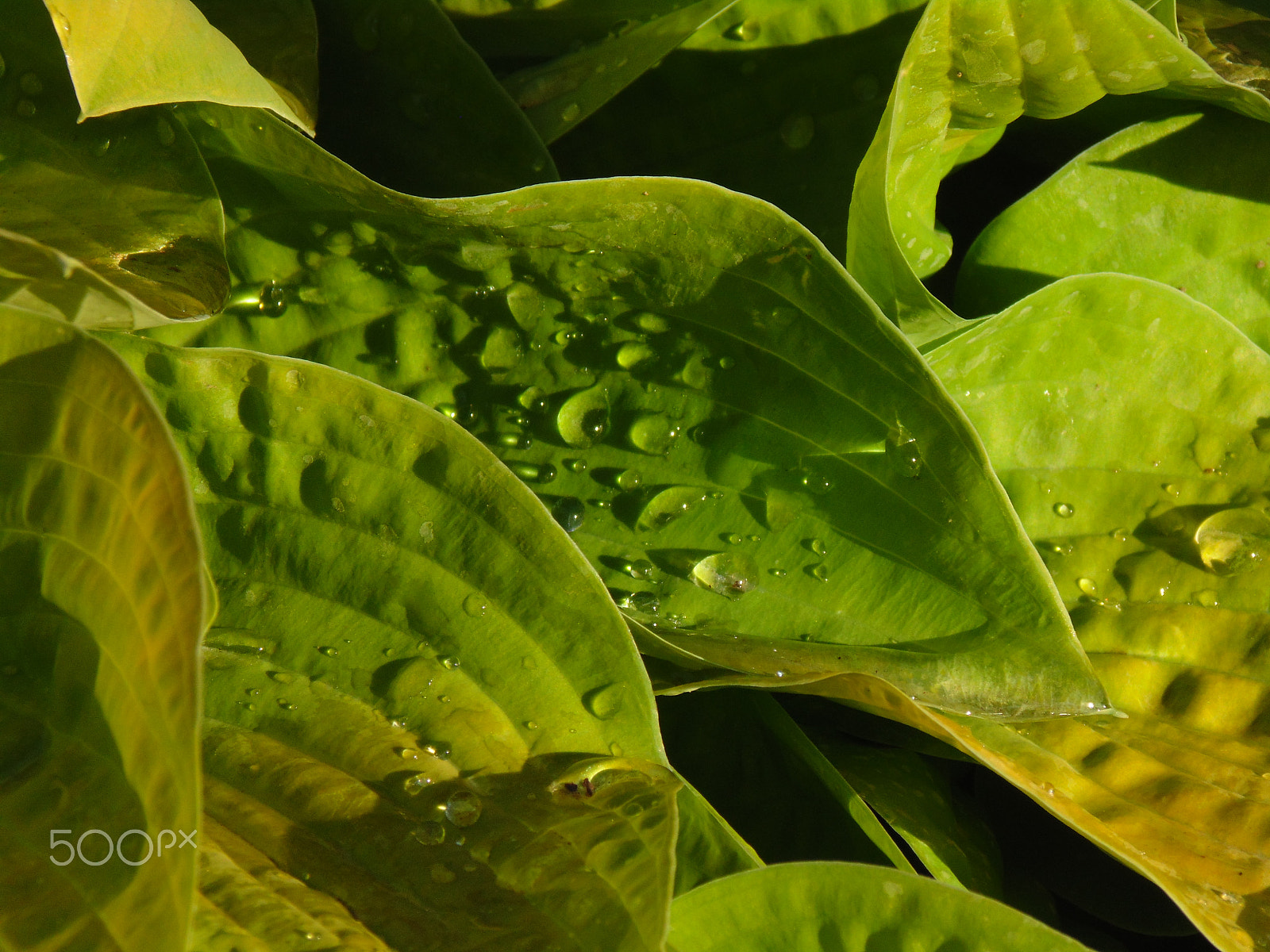 Sony Cyber-shot DSC-H200 sample photo. Plant leaves photography