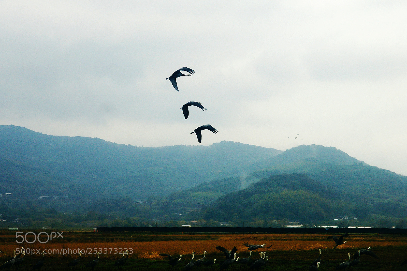 Pentax *ist DL2 sample photo. Wildlife kyushu japan photography