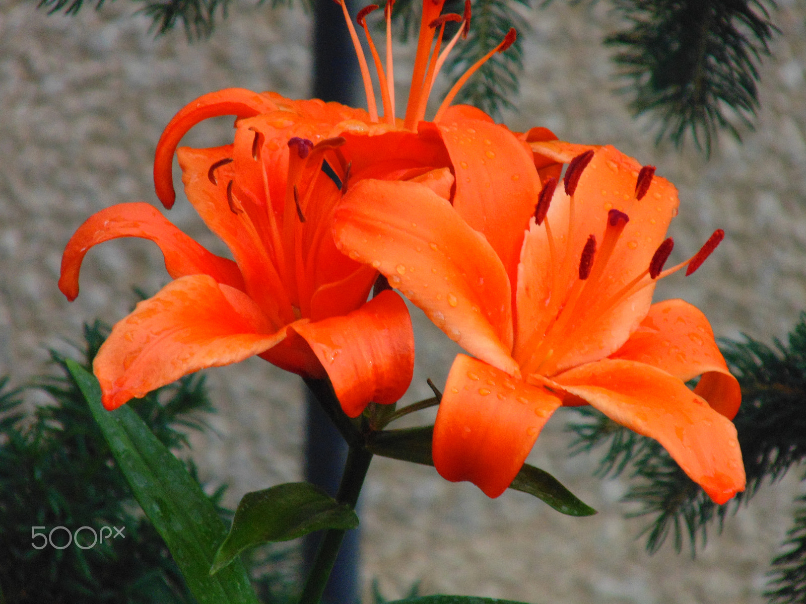 Sony Cyber-shot DSC-H200 sample photo. Flowers photography