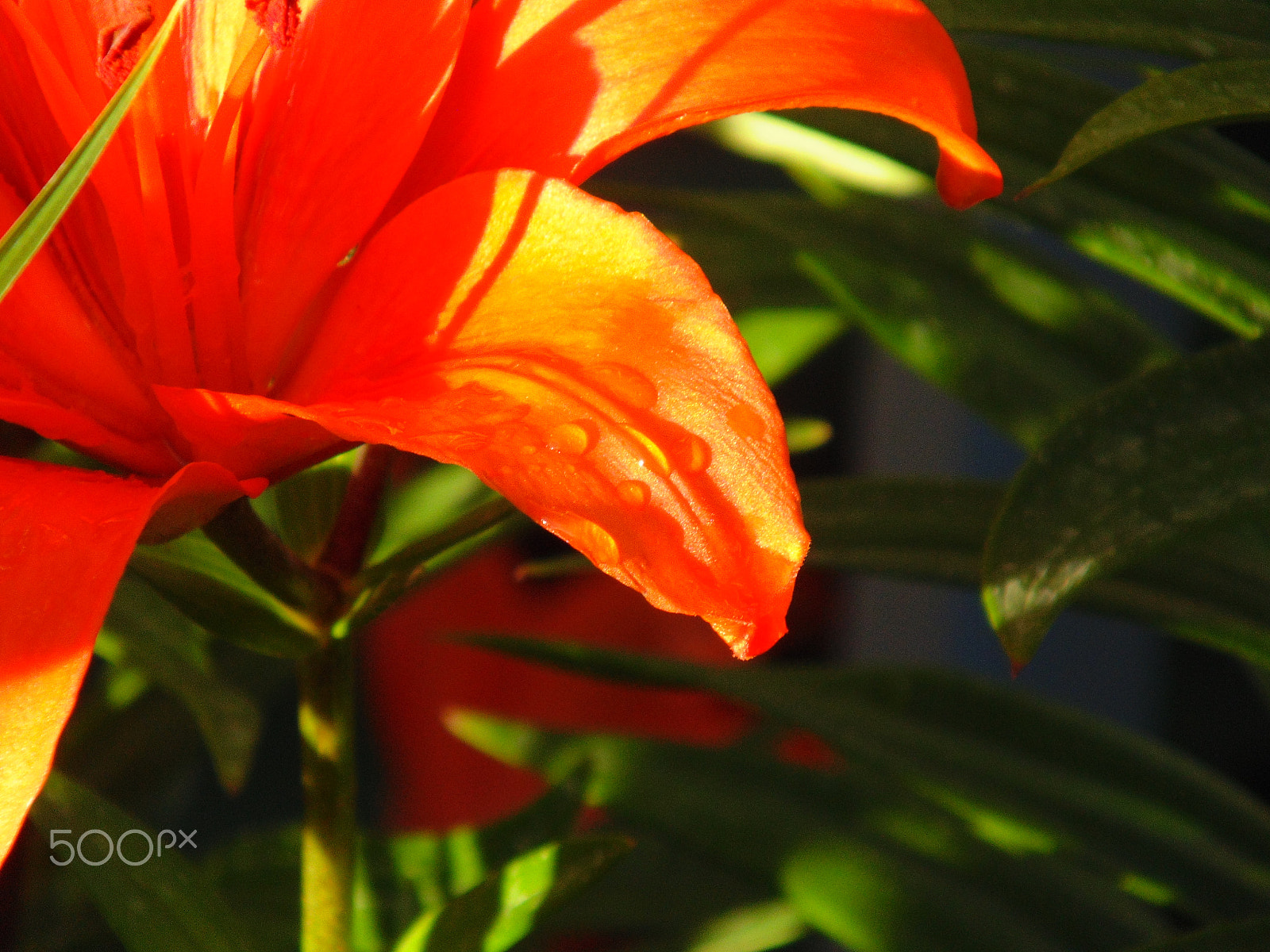 Sony Cyber-shot DSC-H200 sample photo. Lily photography